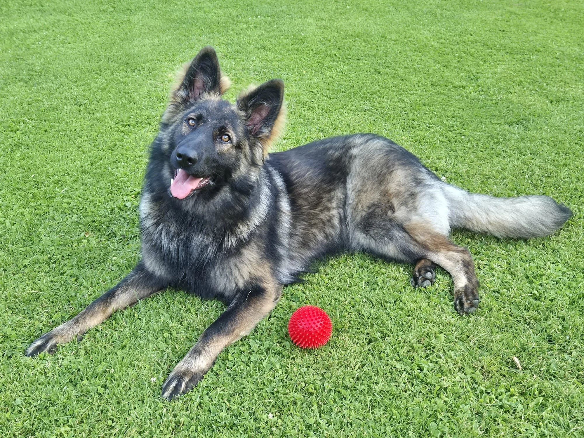 A young German Shepherd dog lying on green grass with a red textured ball nearby.