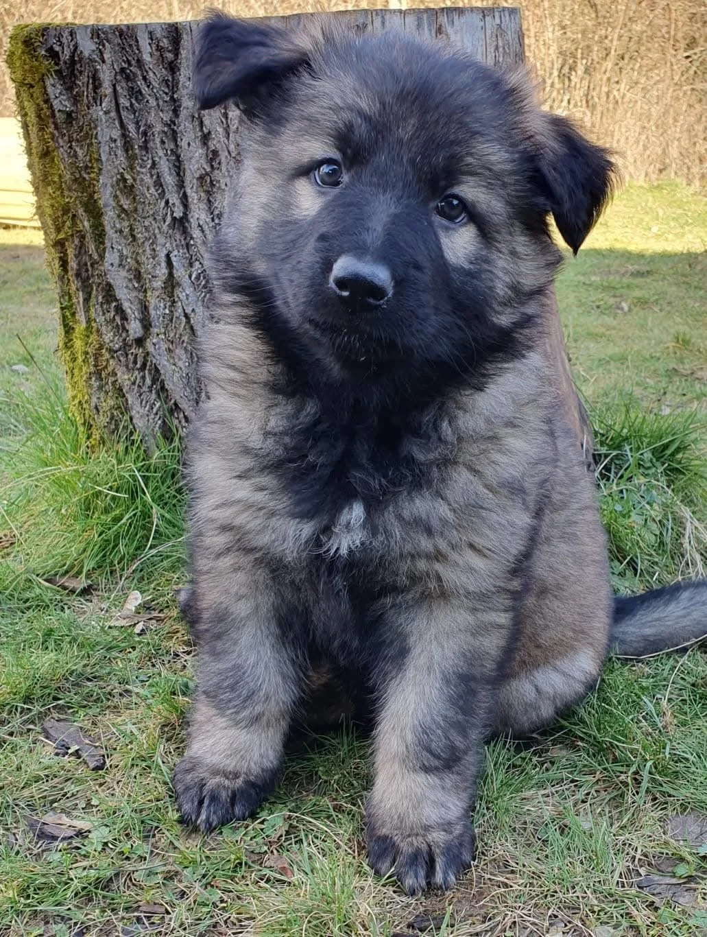 A fluffy German Shepherd puppy sitting outdoors in grass, leaning against a tree trunk. The puppy has a dark and light brown coat with black markings.