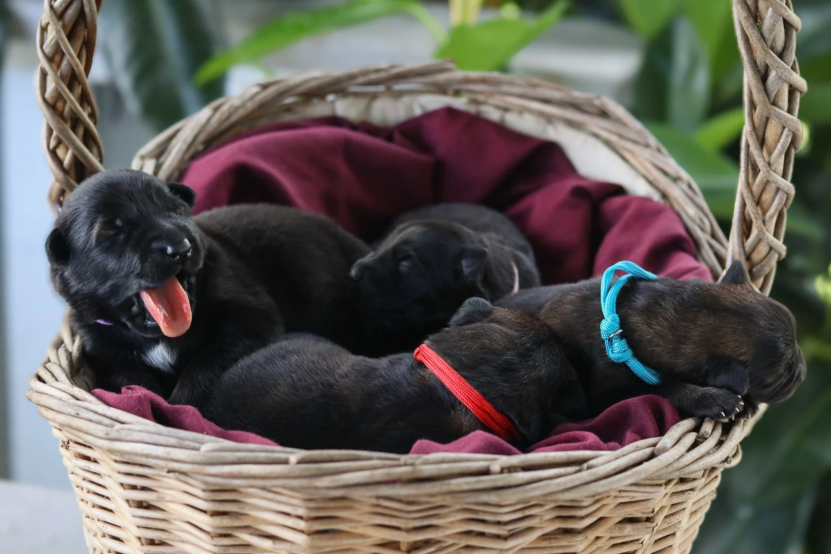 Four newborn German Shepherd puppies in a wicker basket.