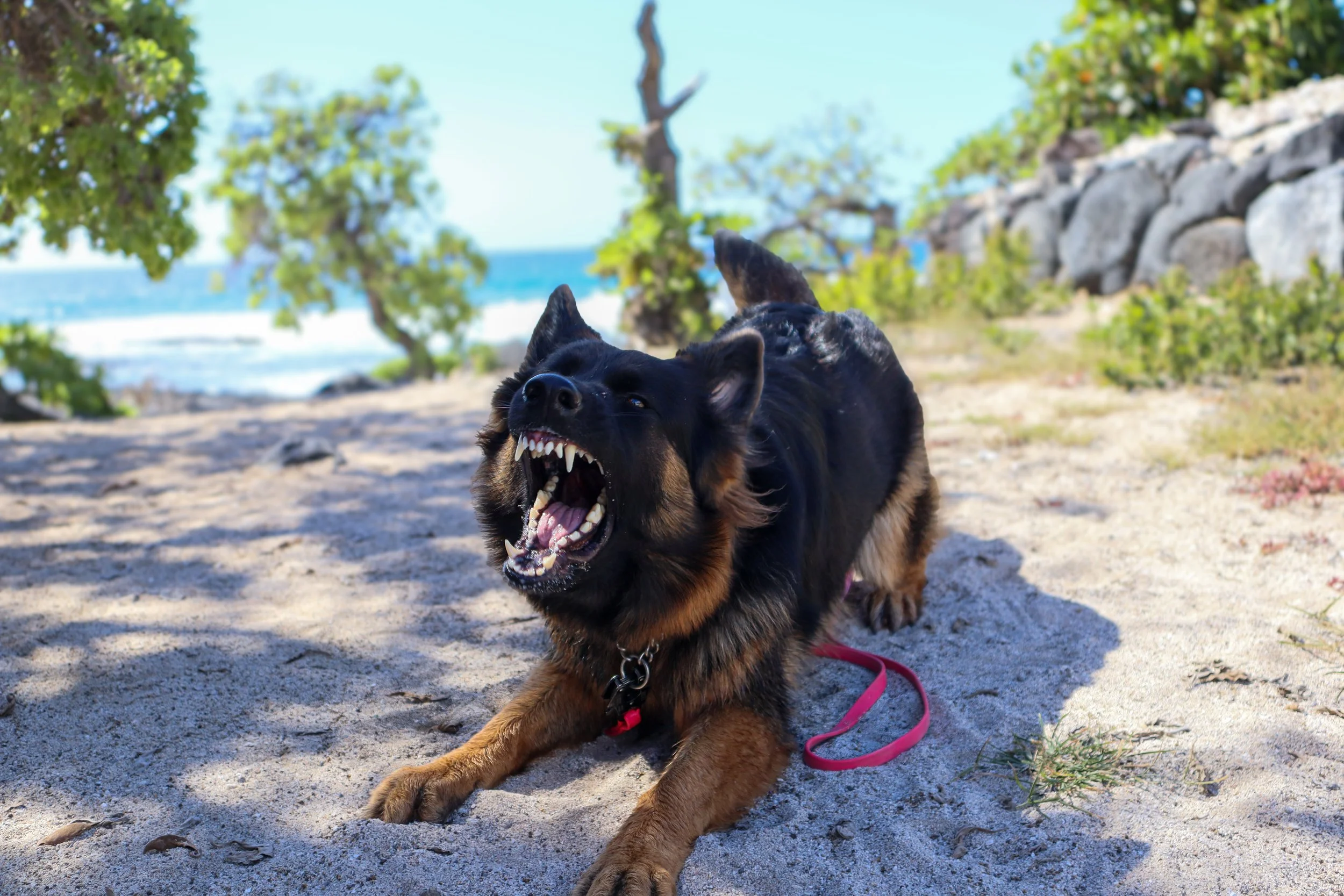 A German Shepherd mix dog with black and tan fur, snarling with teeth bared, lying on a sandy beach near trees and rocks, with ocean waves in the background on a sunny day.