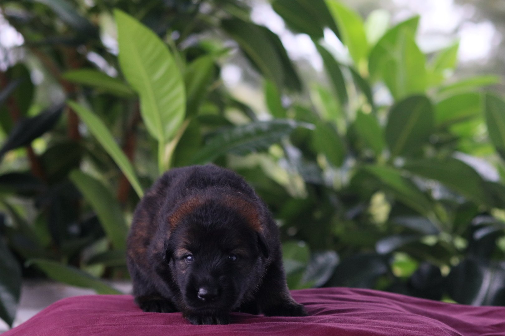 A sable German Shepherd puppy with standing on a burgundy surface, with large green leafy plants in the background.