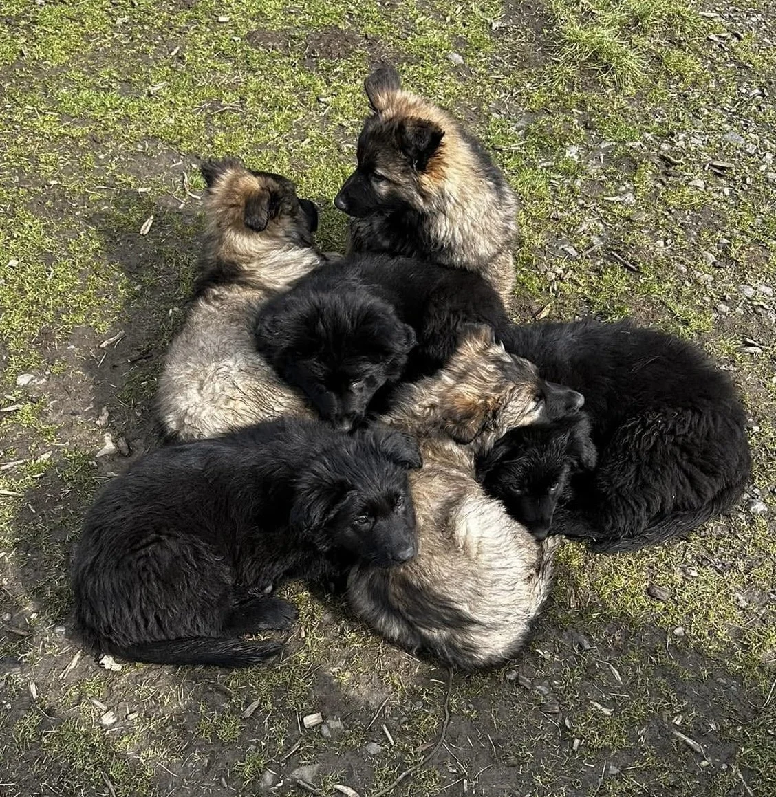 A group of seven fluffy puppies lying together on the ground with grass and dirt.