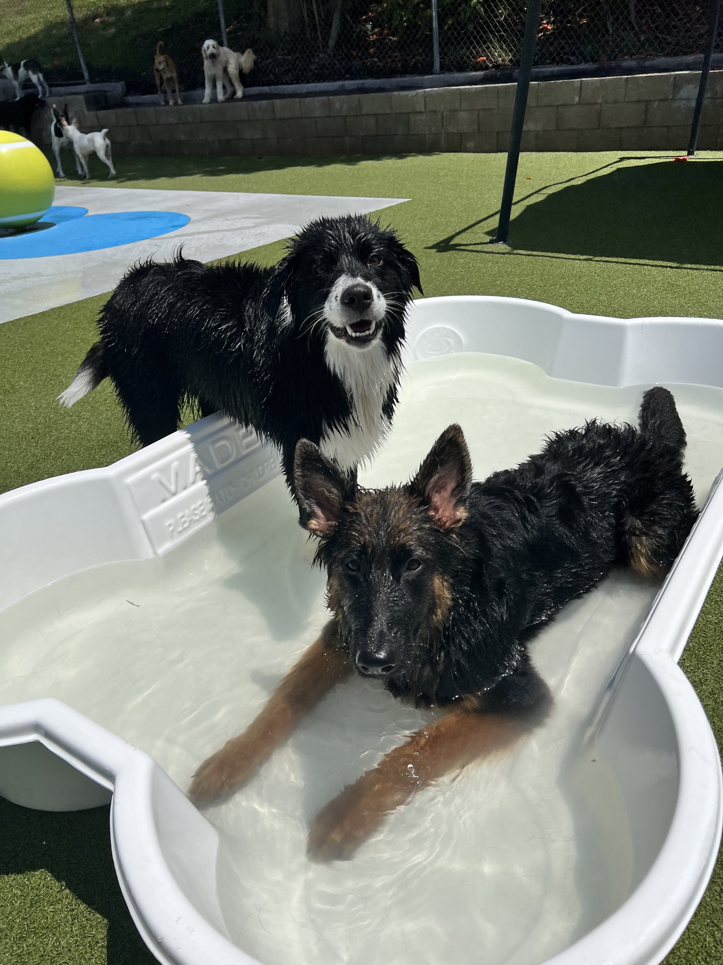 Three dogs in a small plastic kiddie pool filled with water, outdoors. The dog in the foreground is a black and tan German Shepherd puppy laying in the water, looking at the camera. A wet black and white Border Collie is partially visible in the pool, and a wet black and white Border Collie is also in the background, smiling with wet fur, standing in the pool.