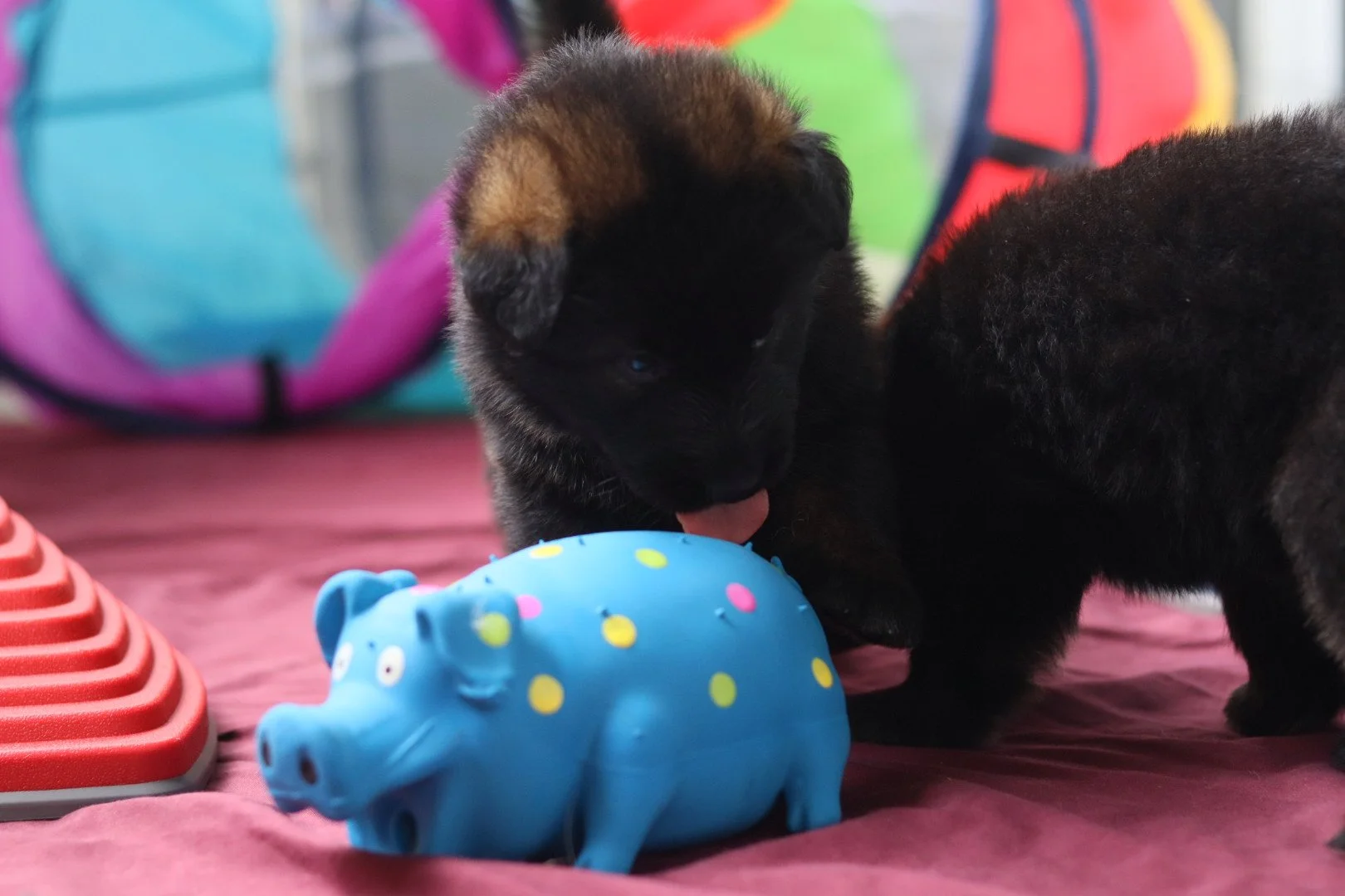 Sable and Bicolor German Shepherd puppies