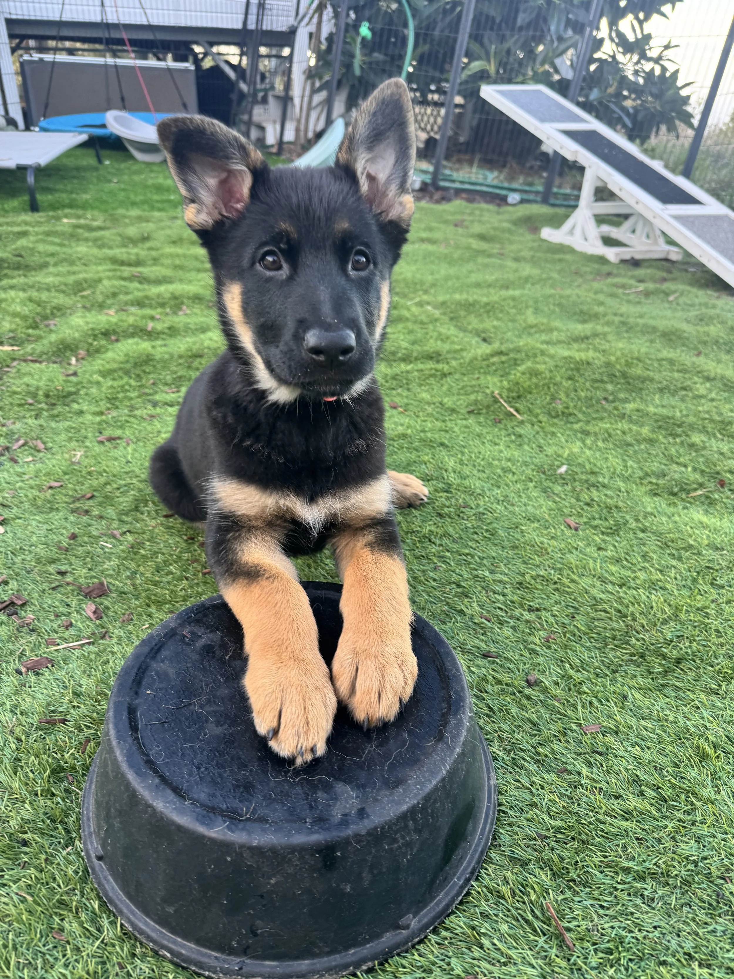 A black and tan puppy lying with its front paws on a black base, outdoors on a grass lawn, with a fenced yard, trees, and various outdoor furniture in the background.