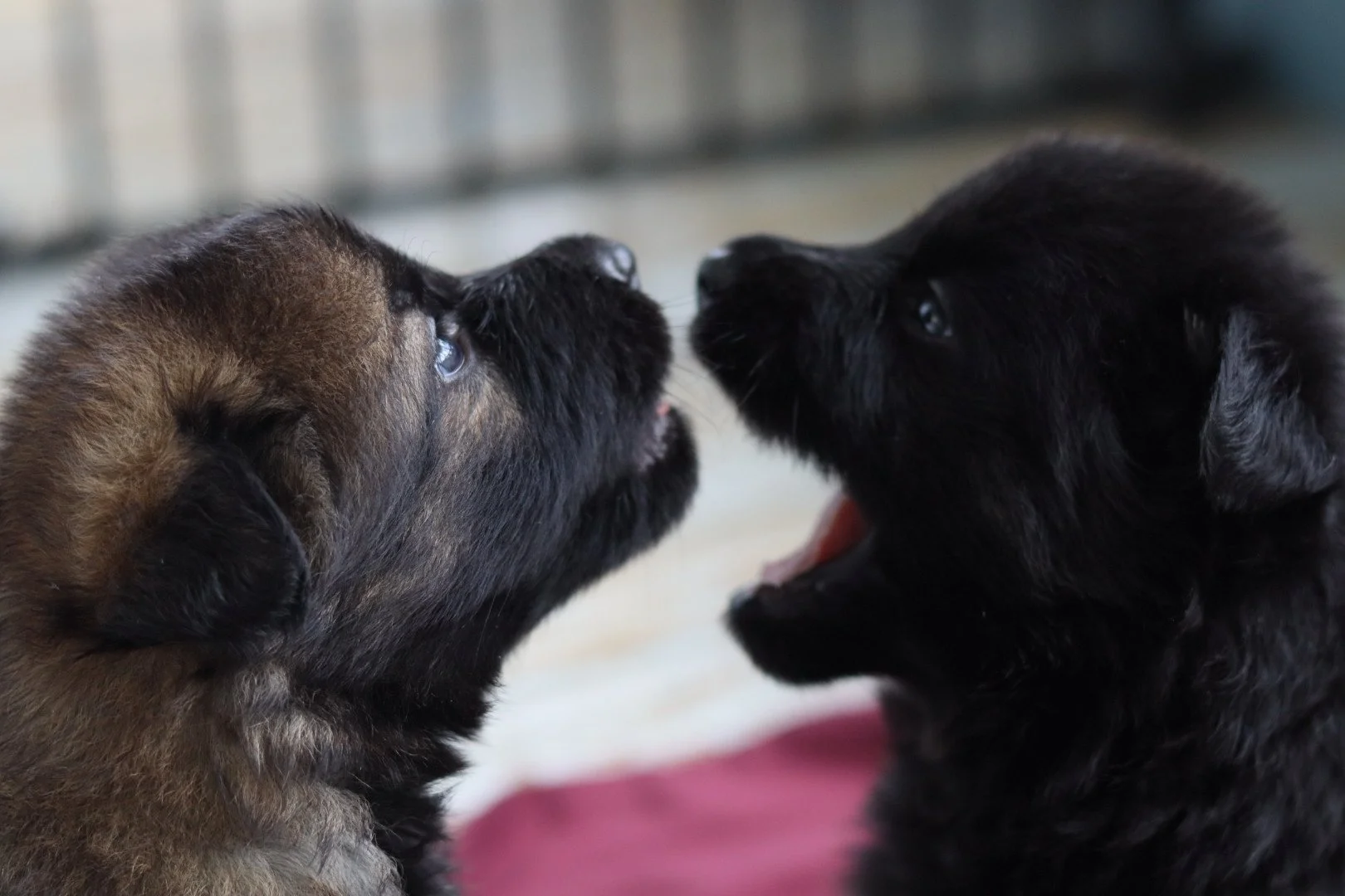 Sable and Bicolor German Shepherd puppies playing