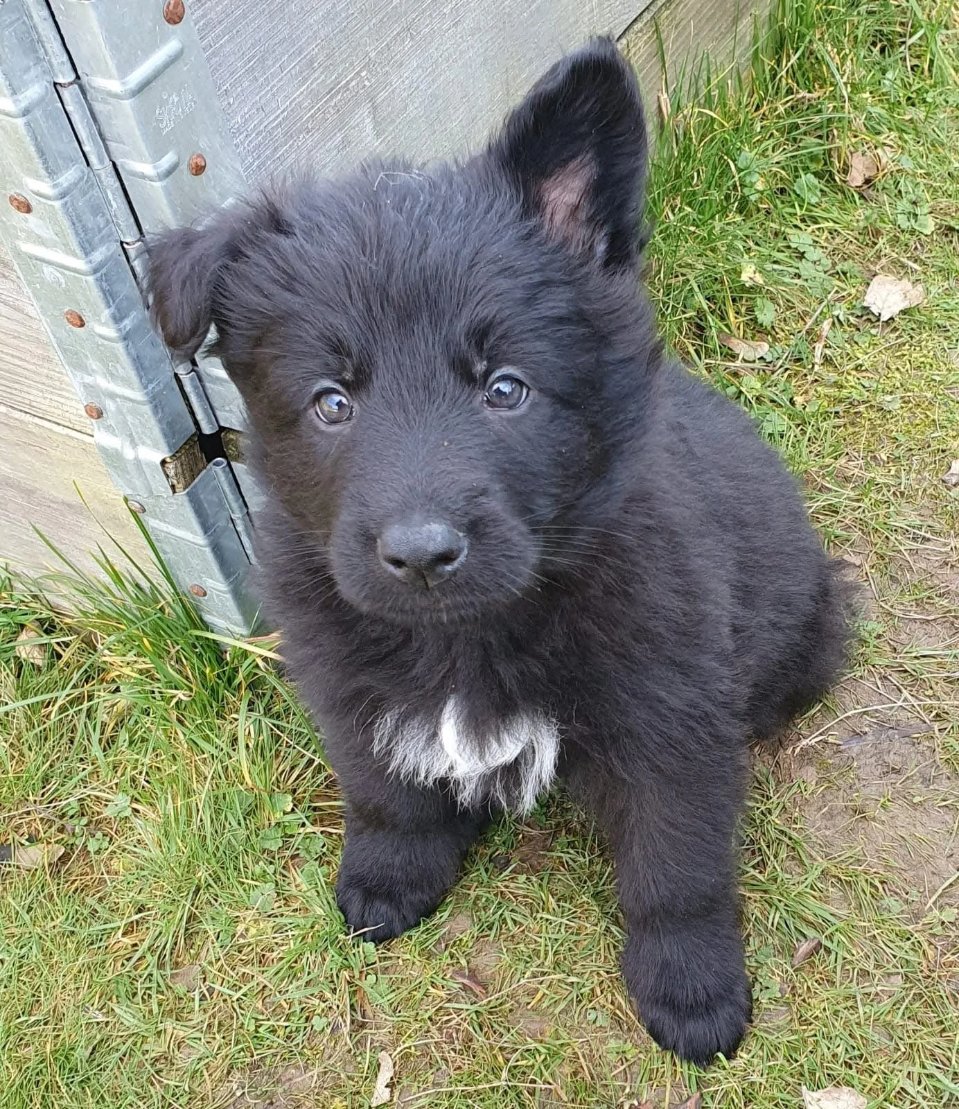 A black puppy with a white patch on its chest sitting on grass next to a wooden and metal structure, looking at the camera.