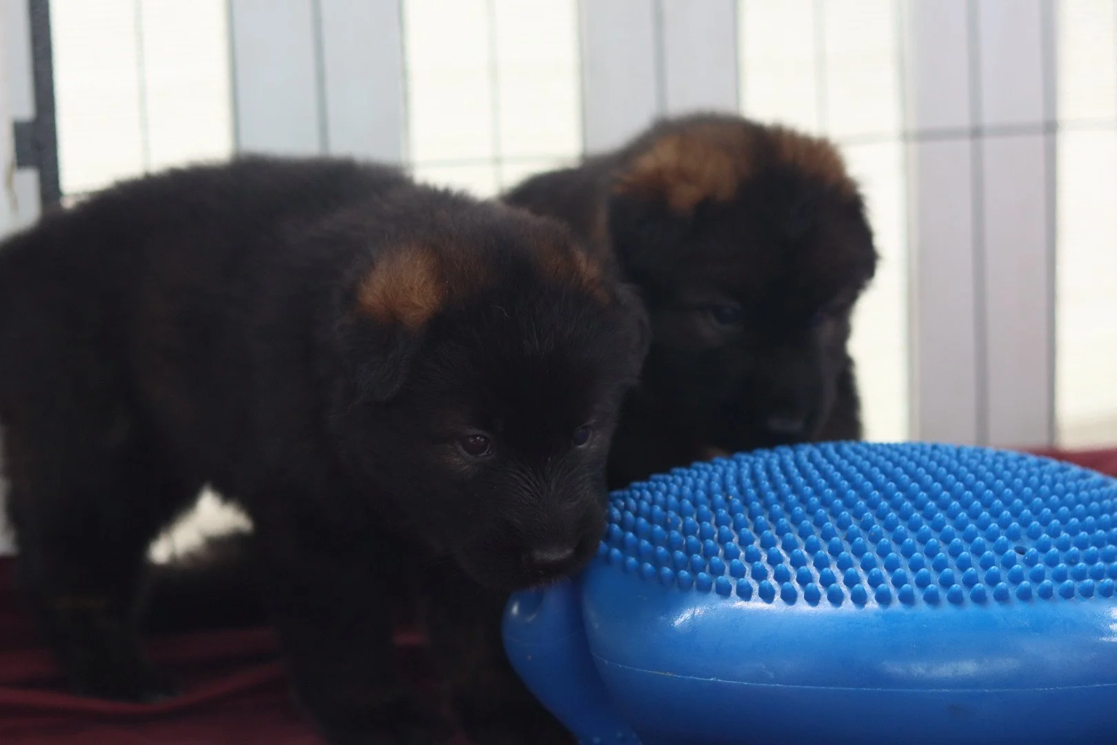 Two Black Sable German Shepherd puppies