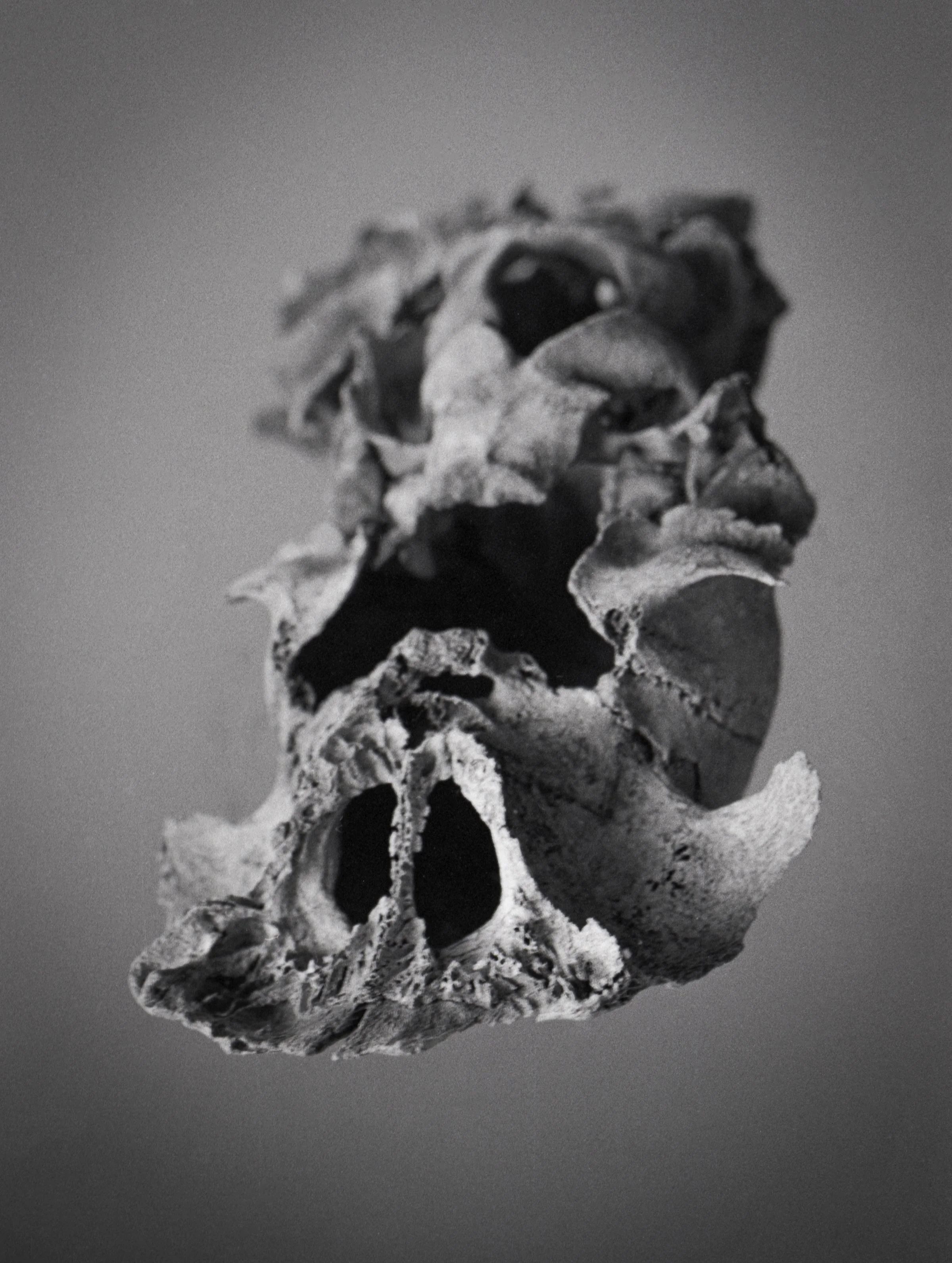 Digital Scan of a 35mm Film Negative (2023)