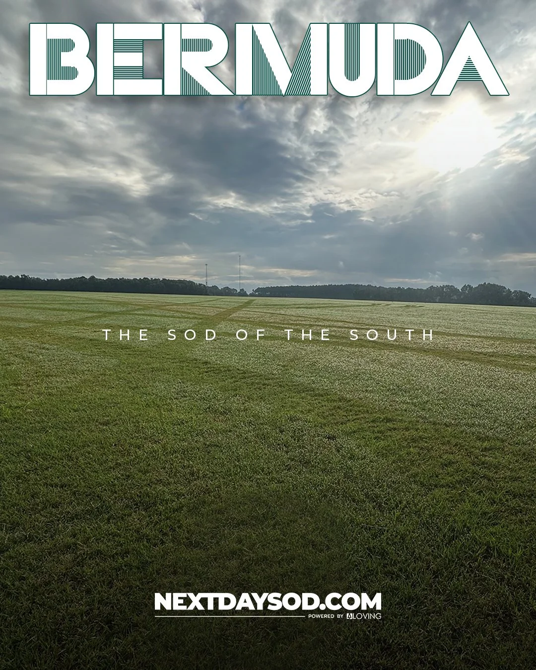 ✅ Fresh Bermuda 
✅ Ready to Harvest
👉 Order Today 👈
