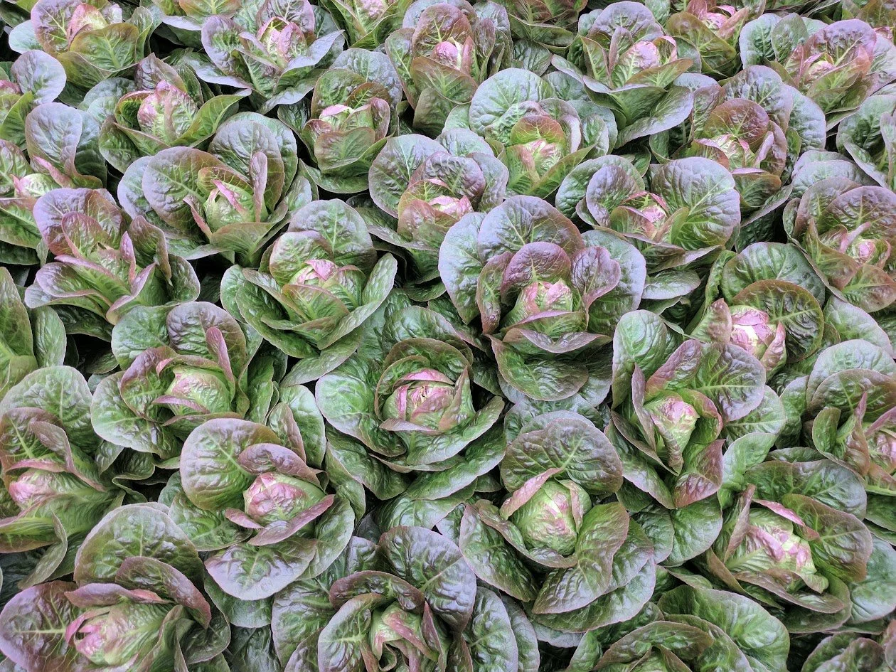 IMG_20170424_124437 (1).jpg