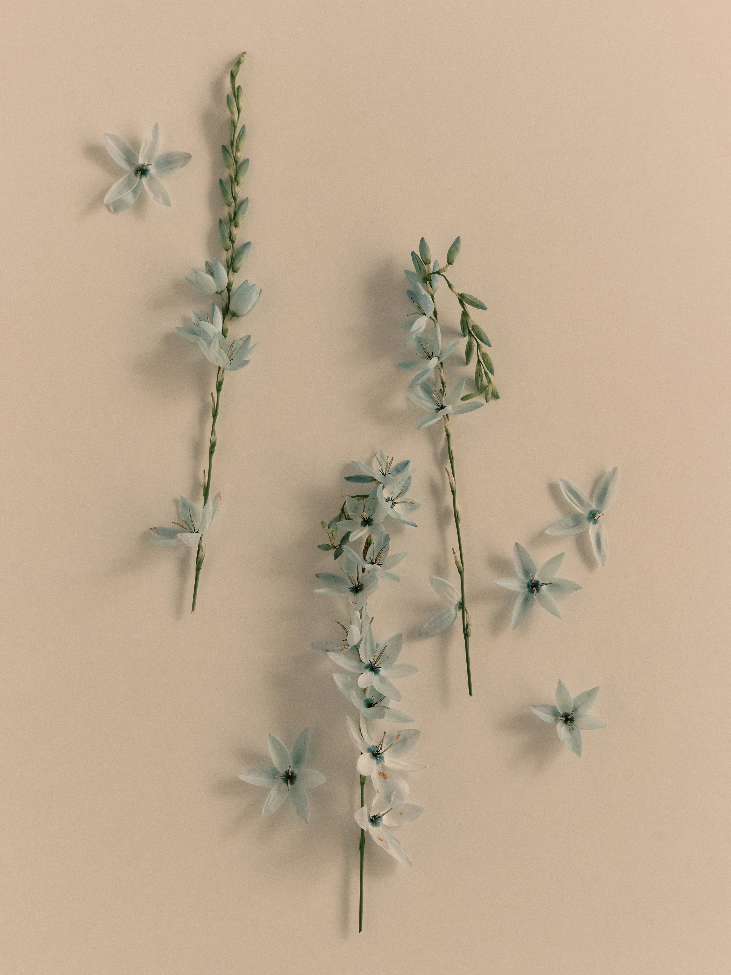 151125_SF x OB_Studio Test Shoot_0034.jpg