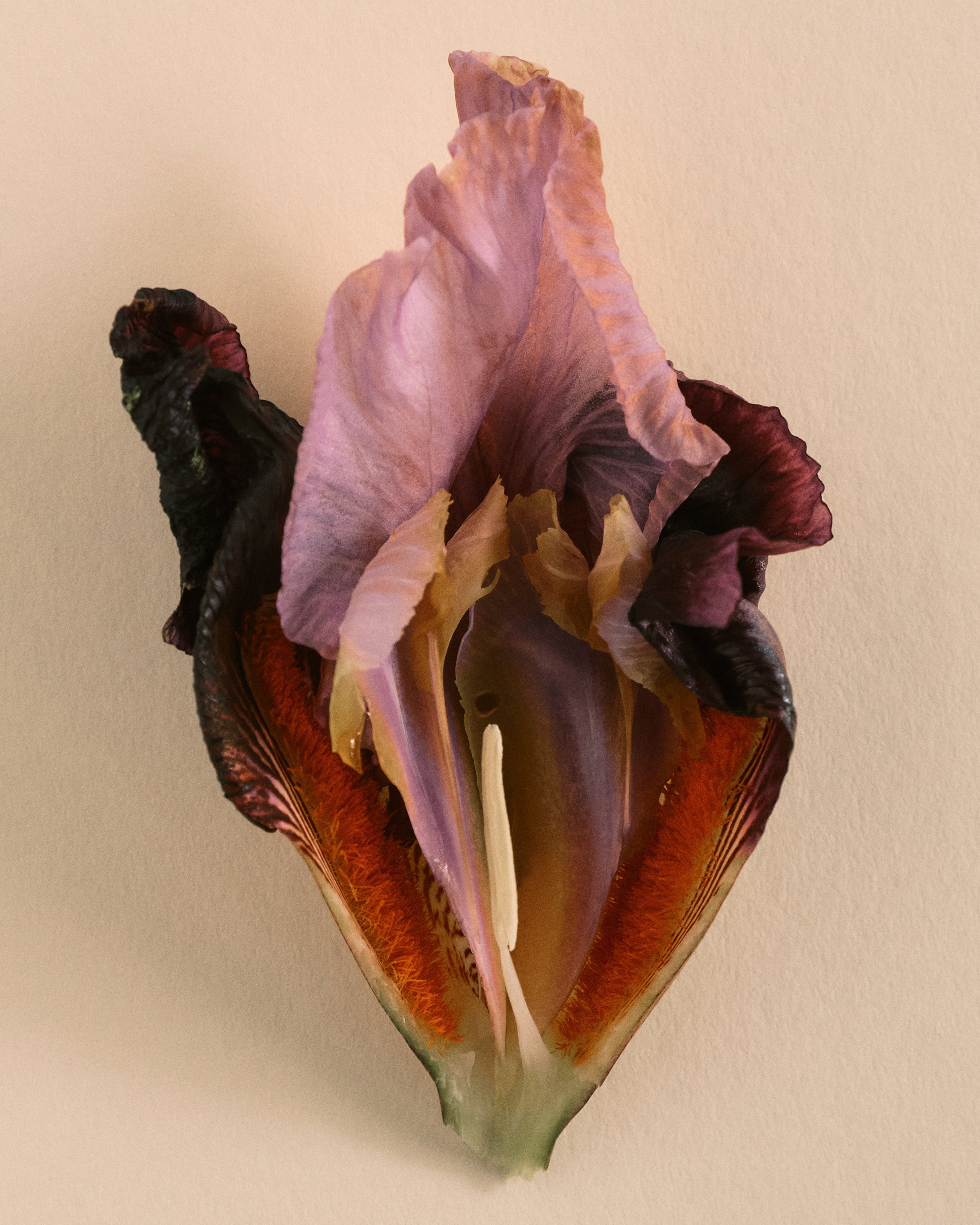 151125_SF x OB_Studio Test Shoot_0192 1.jpg