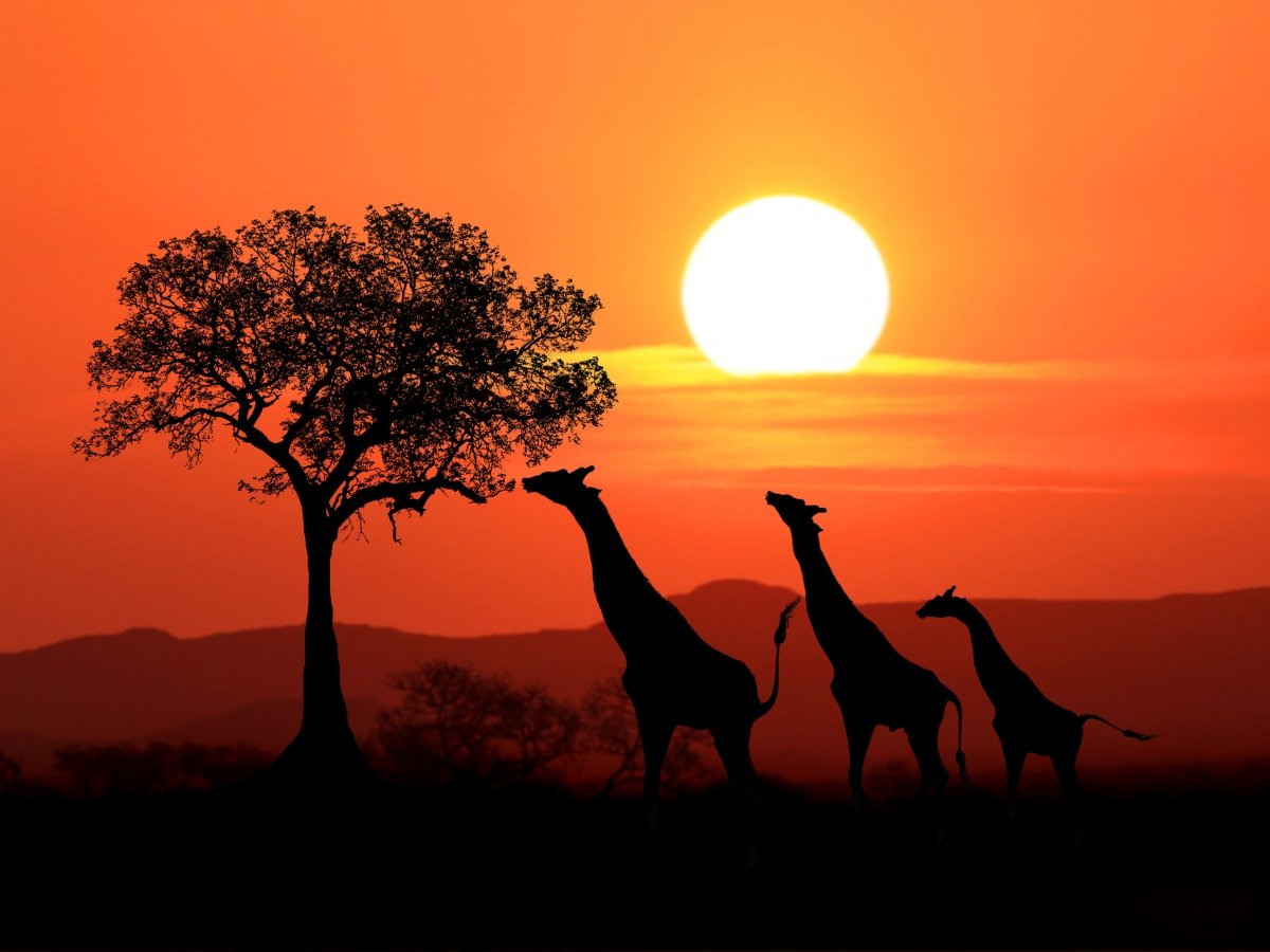 Africa.jpg