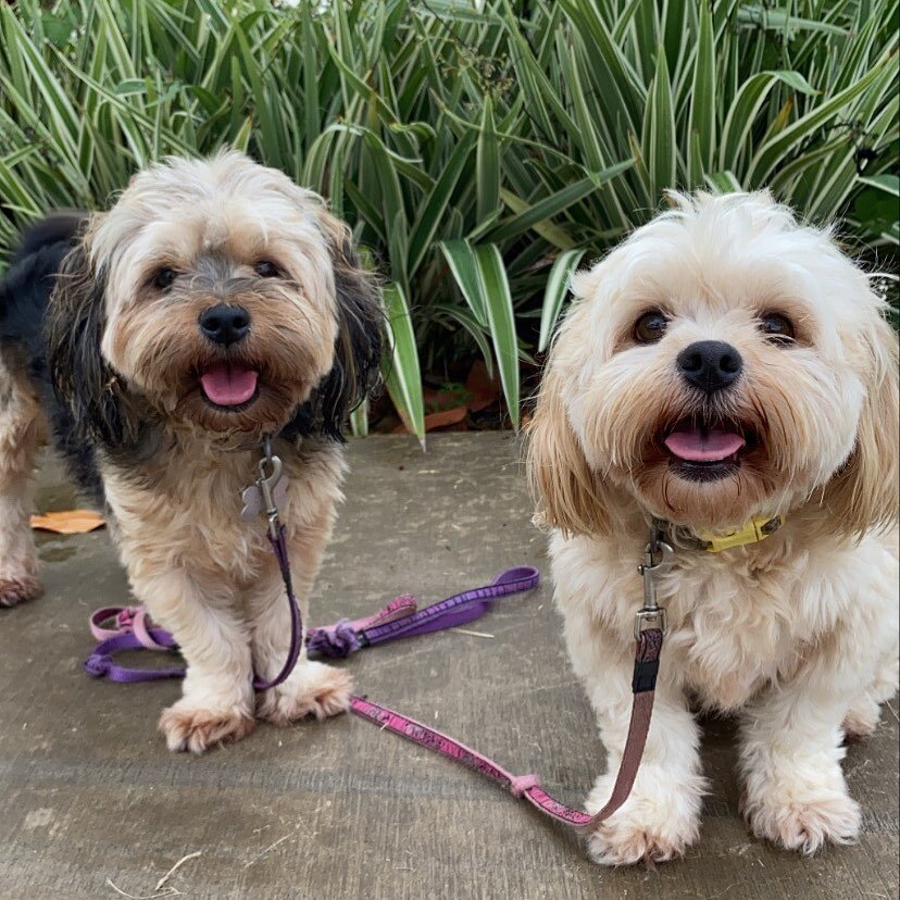 Stop scrolling and look at these happy little munchkins out strolling 🌼🐾
📸Rosie &amp; Lucy 

#tailsontrailstsv #townsvillepetsitters #townsville #townsvilledogwalker #townsvillepetsitting #dogwalker #supportlocaltownsville #timetopet #townsvilledo