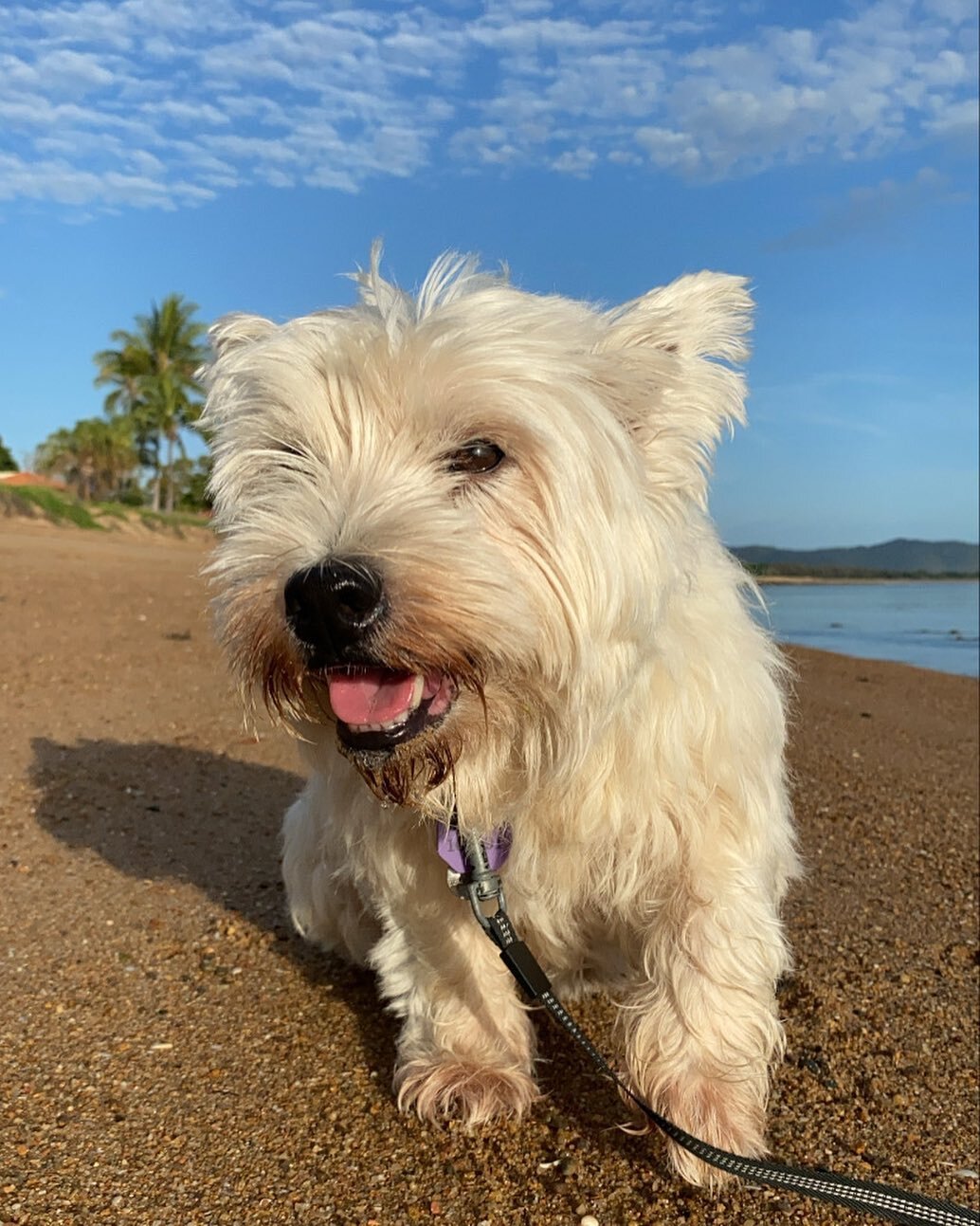 Walking or strutting, you decide, into the weekend 😎☀️ 
📸 Tilly 

#tailsontrailstsv #townsvillepetsitters #townsvilledogwalker #townsville #townsvillepetsitting #dogwalker #supportlocaltownsville #timetopet #townsvillesmallbusiness #townsvilledogs 