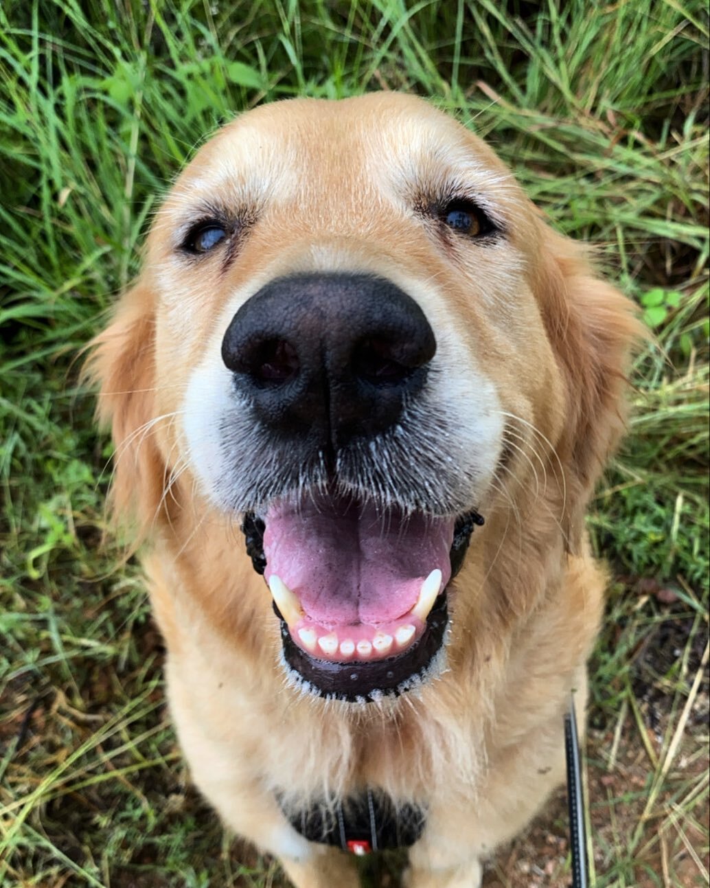 Golden Girl Zoey 🌼 The sweetest pupper you will ever meet ! Always smiling, eager to please and placid as can be 💕

#tailsontrailstsv #townsvillepetsitters #townsvilledogwalker #townsville #townsvillepetsitting #dogwalker #supportlocaltownsville #t
