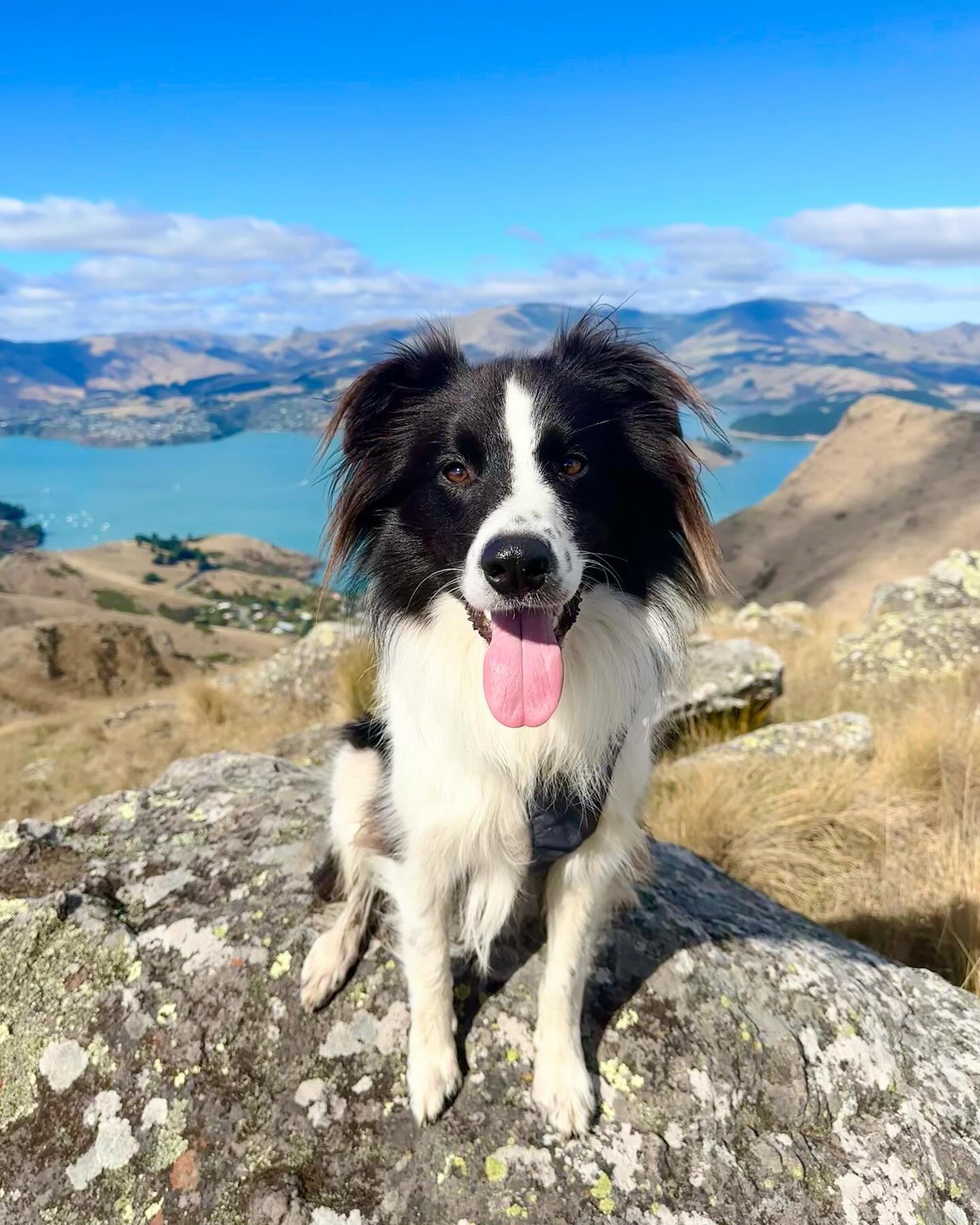 How lucky are we to have the Port Hills on our doorstep!? It&rsquo;s a regular walking spot for Tailblazers ⛰️🐾 

📲 Swipe to see the personal report received after every service, so you don&rsquo;t miss a step! 

#christchurchdogs  #christchurchpet