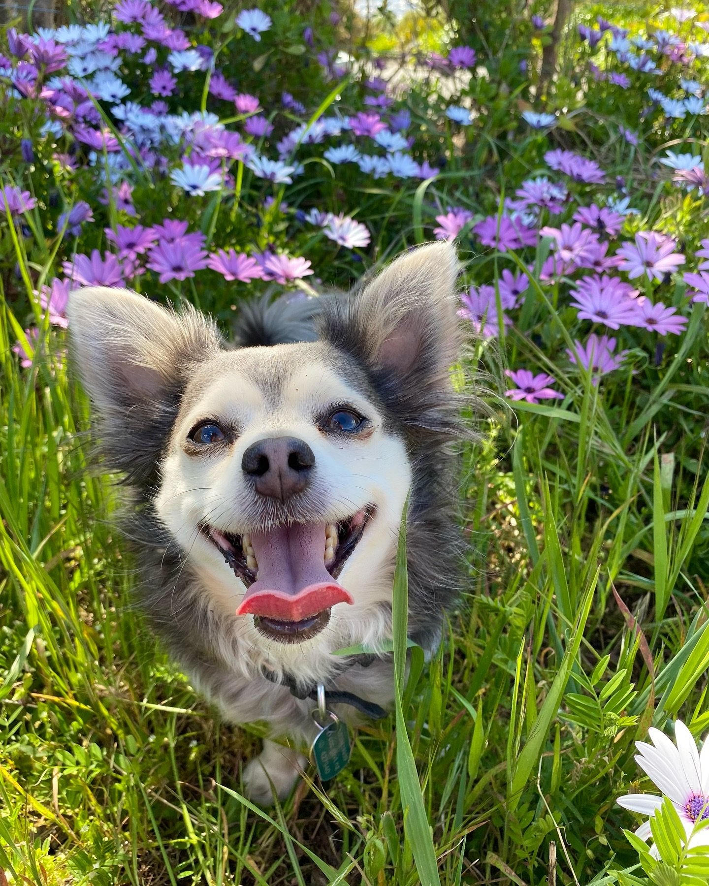 🌸 Daisy&rsquo;s advice - always stop to smell the flowers! 

#christchurchdogs #christchurchpets #dogsofchristchurch #christchurchdogwalking