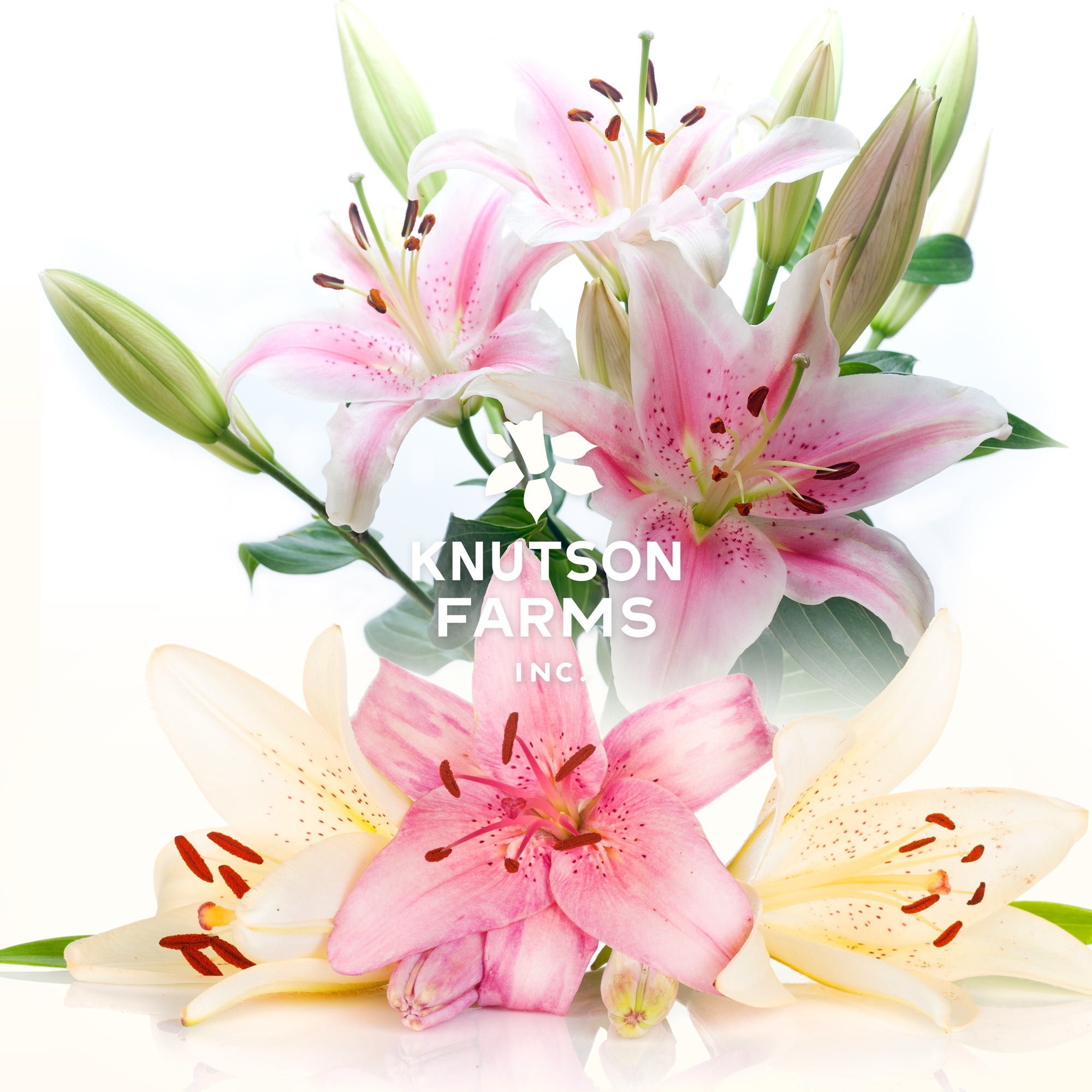 Lilies - (Assorted, Farmer's Choice)
