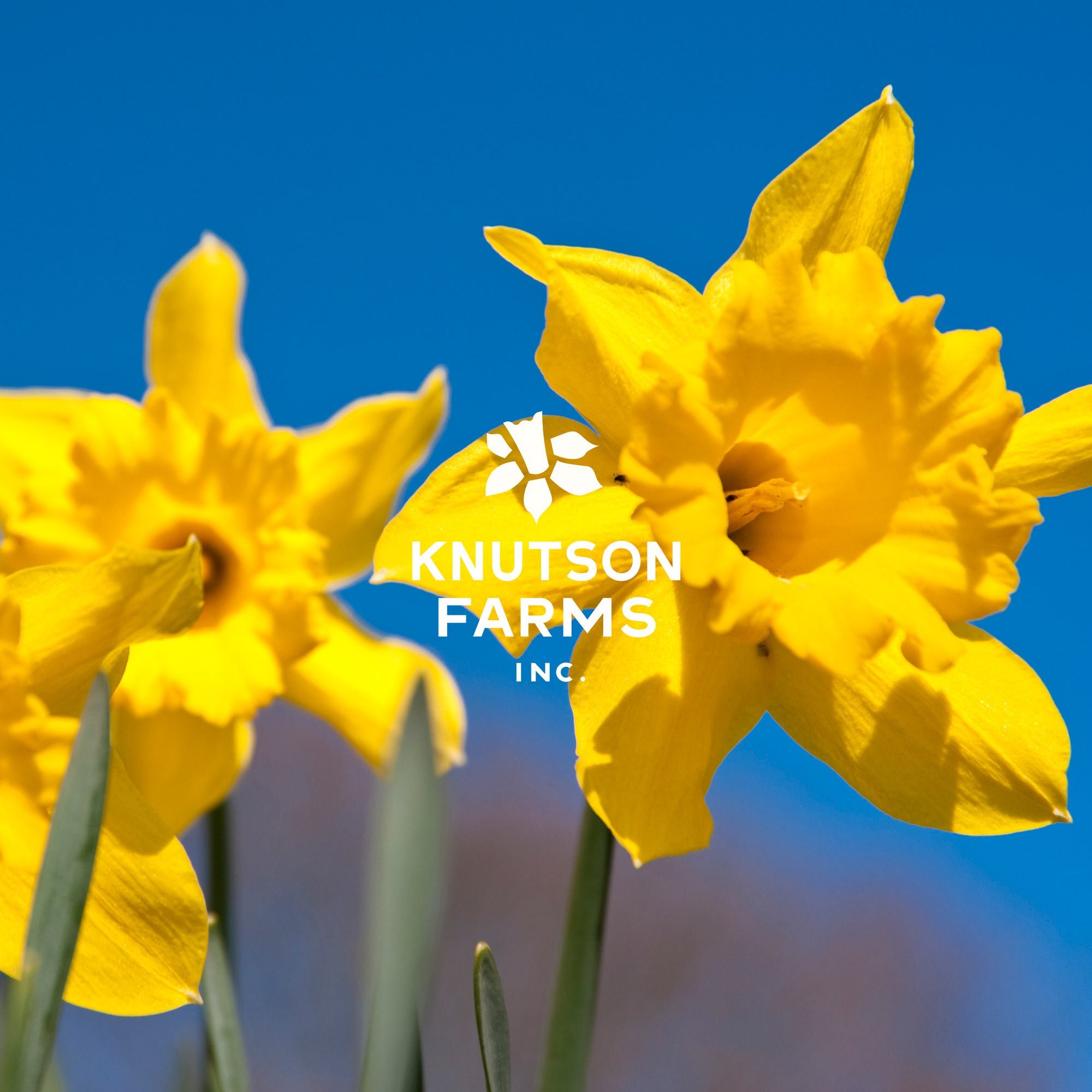 KF_DAFFODILS-L_2023-000.jpg