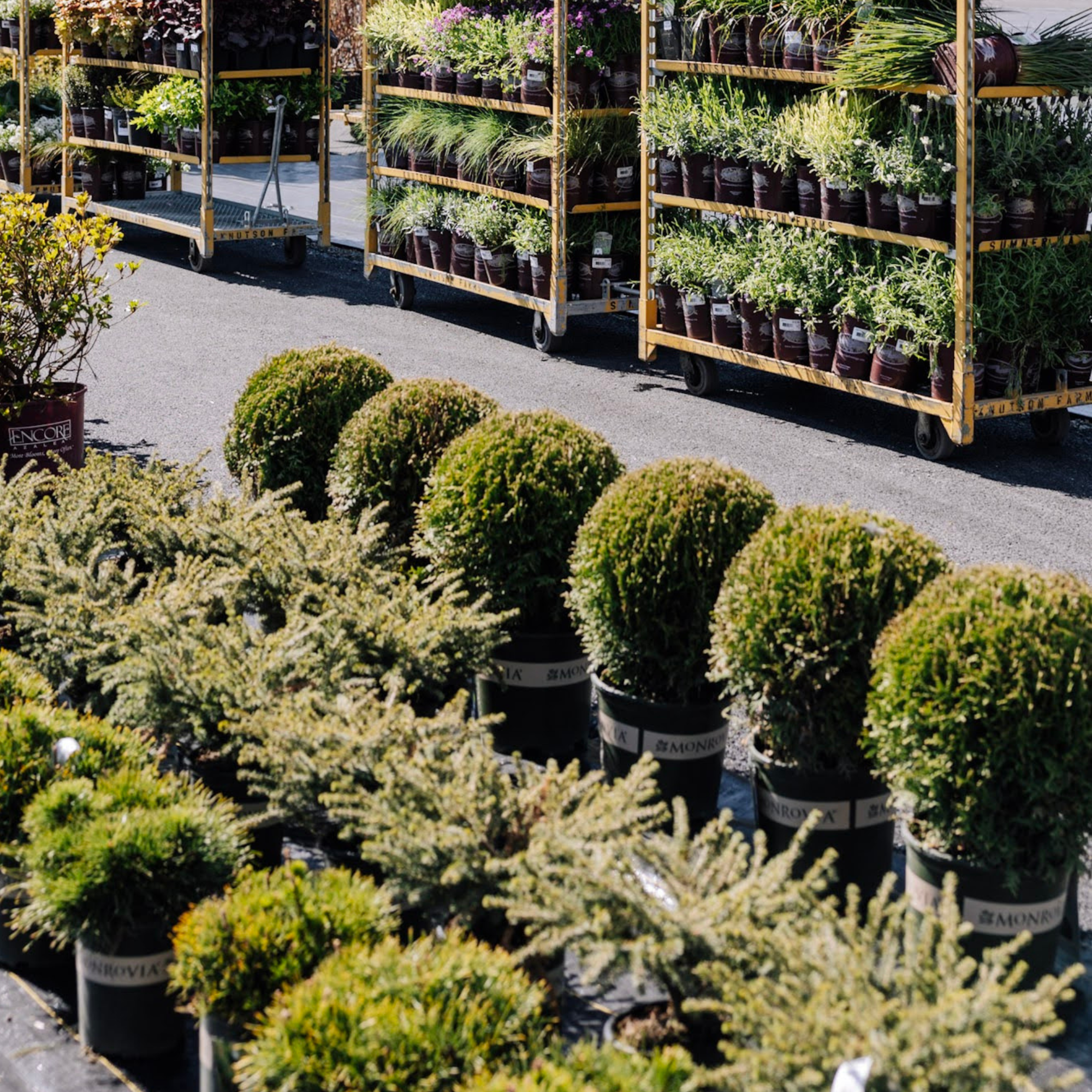 SHRUBS & BUSHES