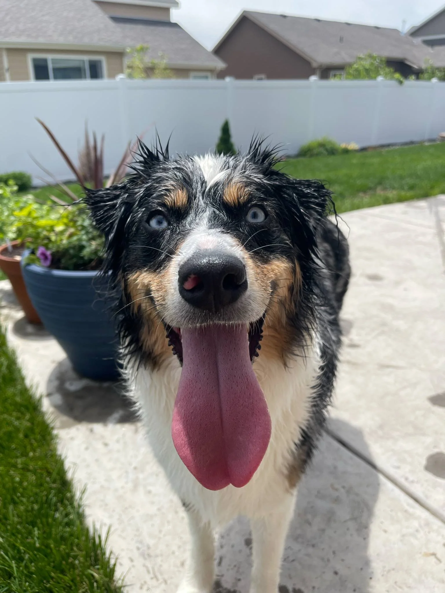 A happy Australian Shepherd dog with wet fur and blue eyes sticking out its tongue in a backyard with potted plants, grass, and houses in the background.