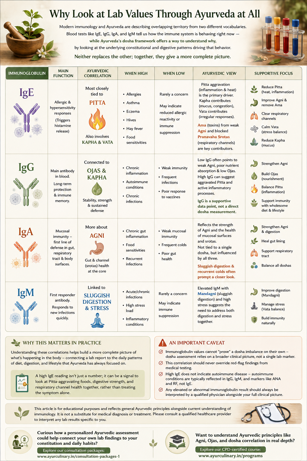 Immunoglobulins and Dosha: What IgE, IgG, IgA, and IgM Reveal Through an Ayurvedic Lens  ‍