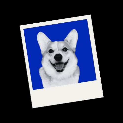 Meet the team: Kibble the corgi!