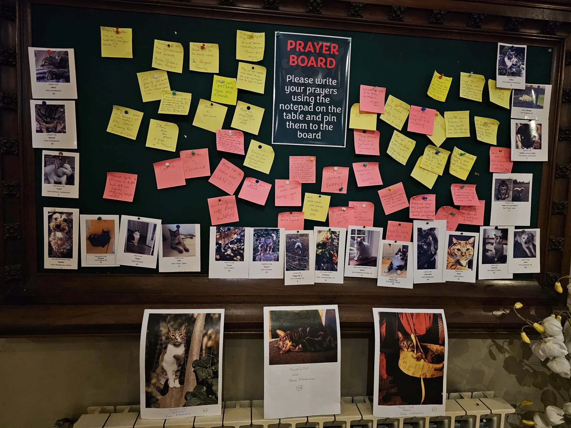 Photos of all our loved pets