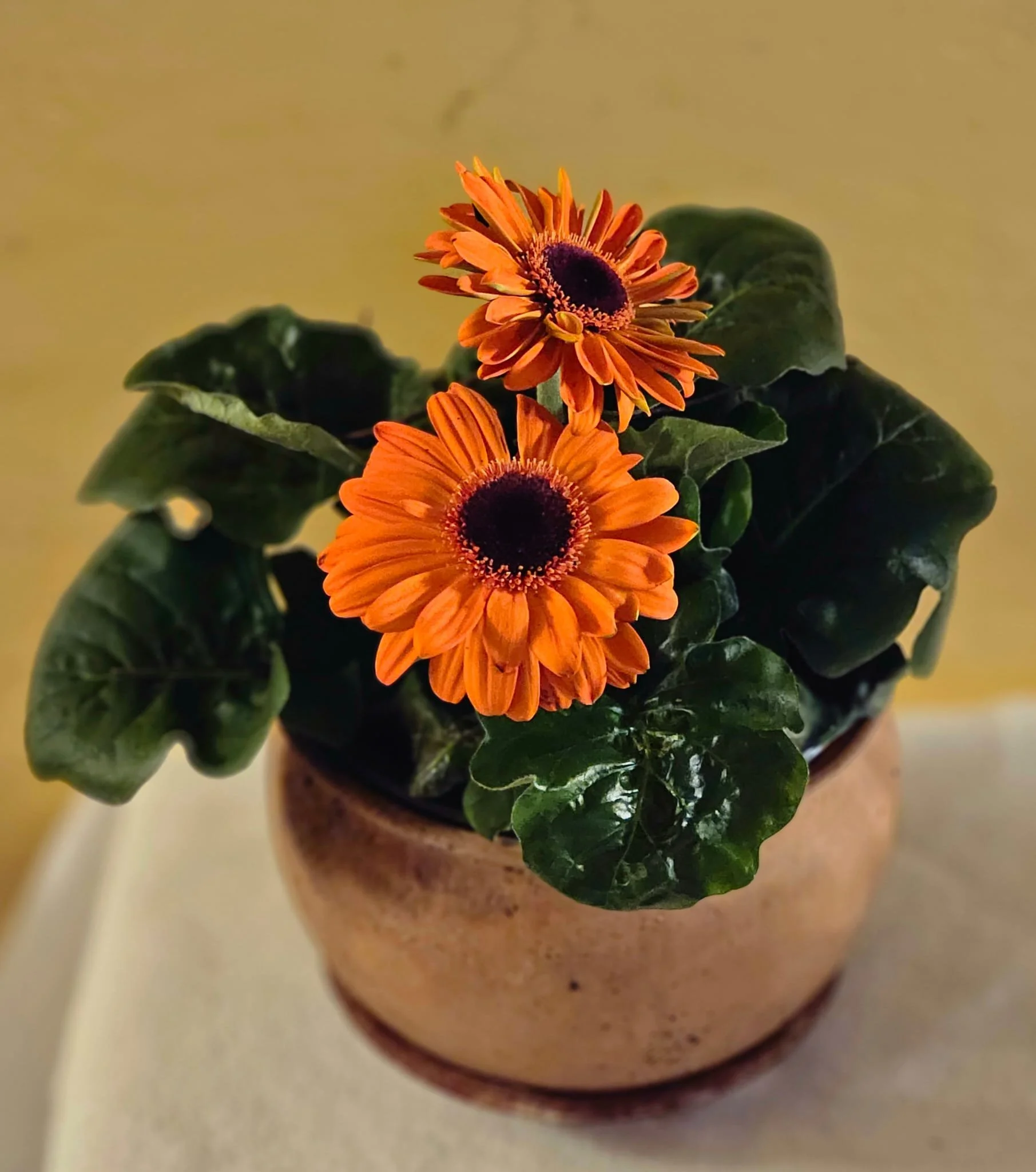 WhatsApp Image 2026-03-28 at 14.57.54 (3).jpeg