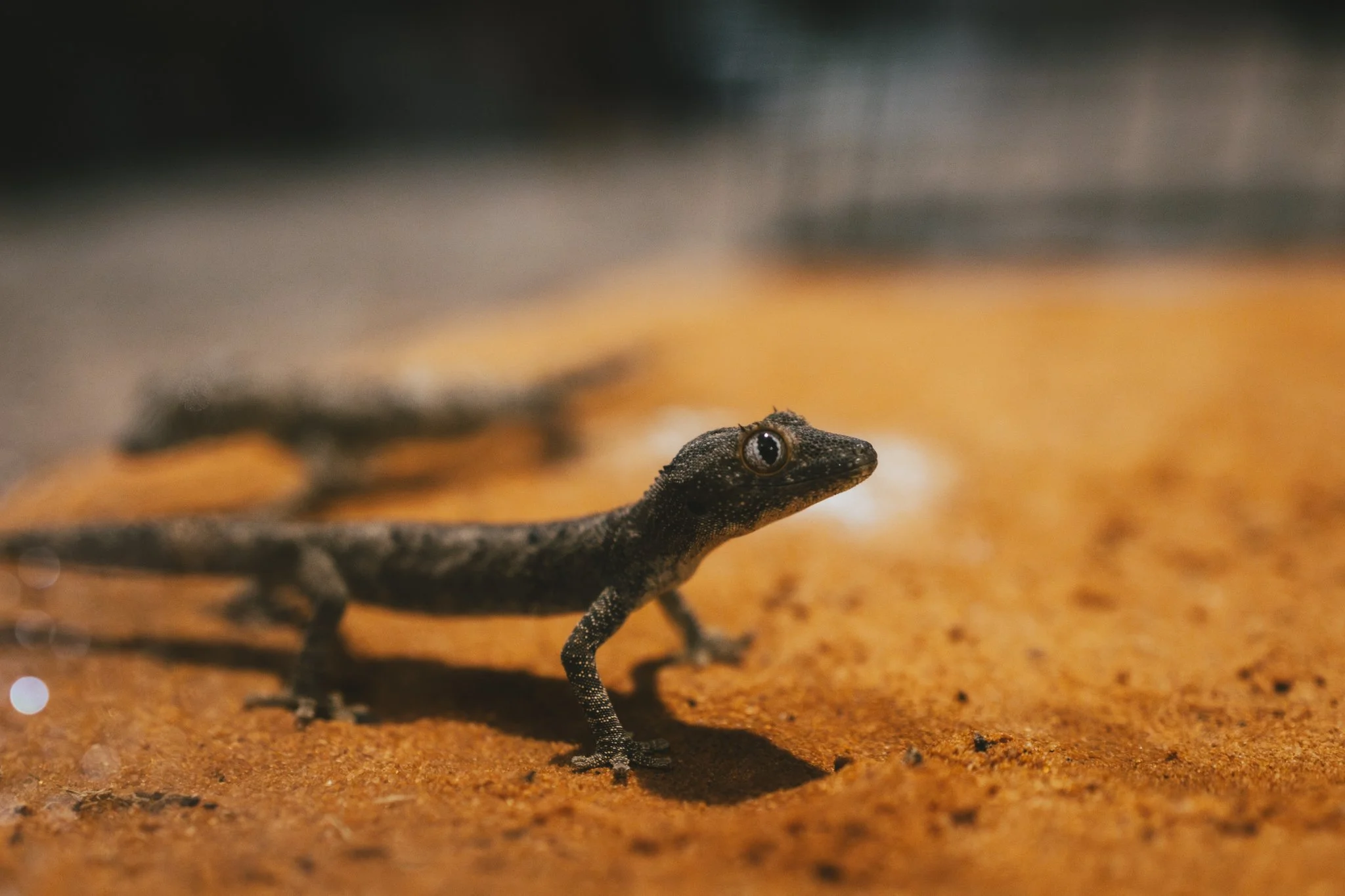 IMG_2023-Enhanced-NR (1).jpg