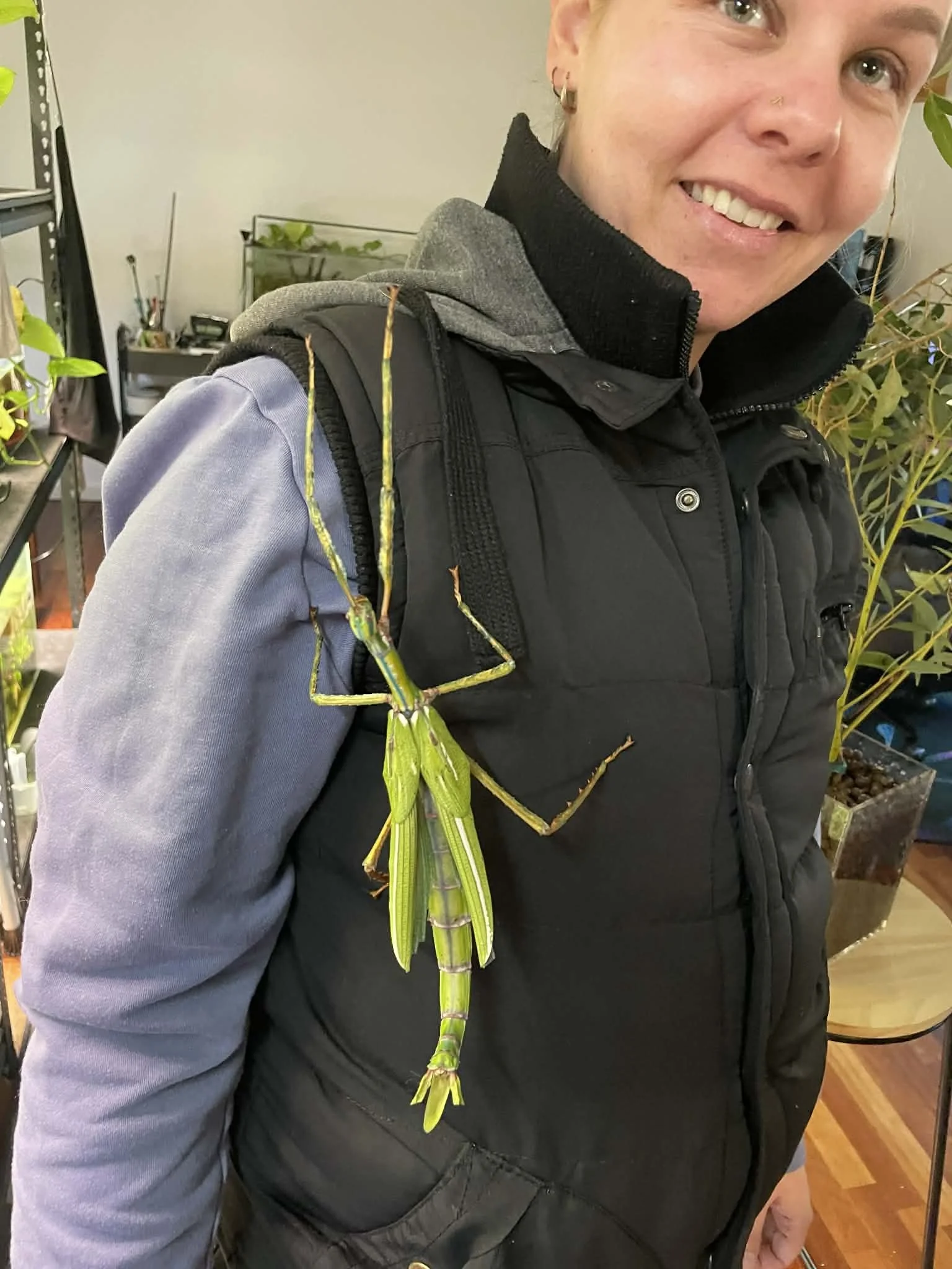 Goliath Stick Insect-Eurycnema Goliath