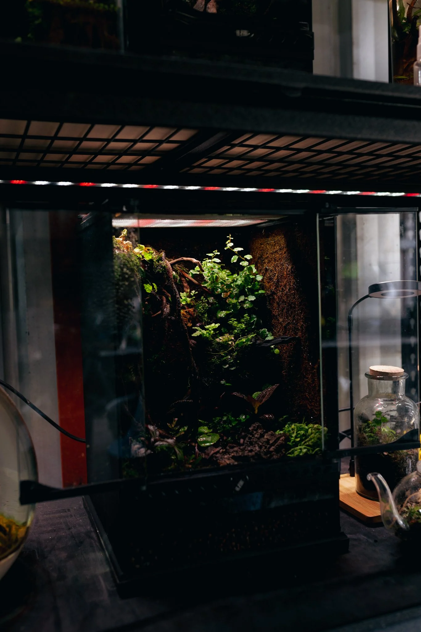 _MG_9547.jpg