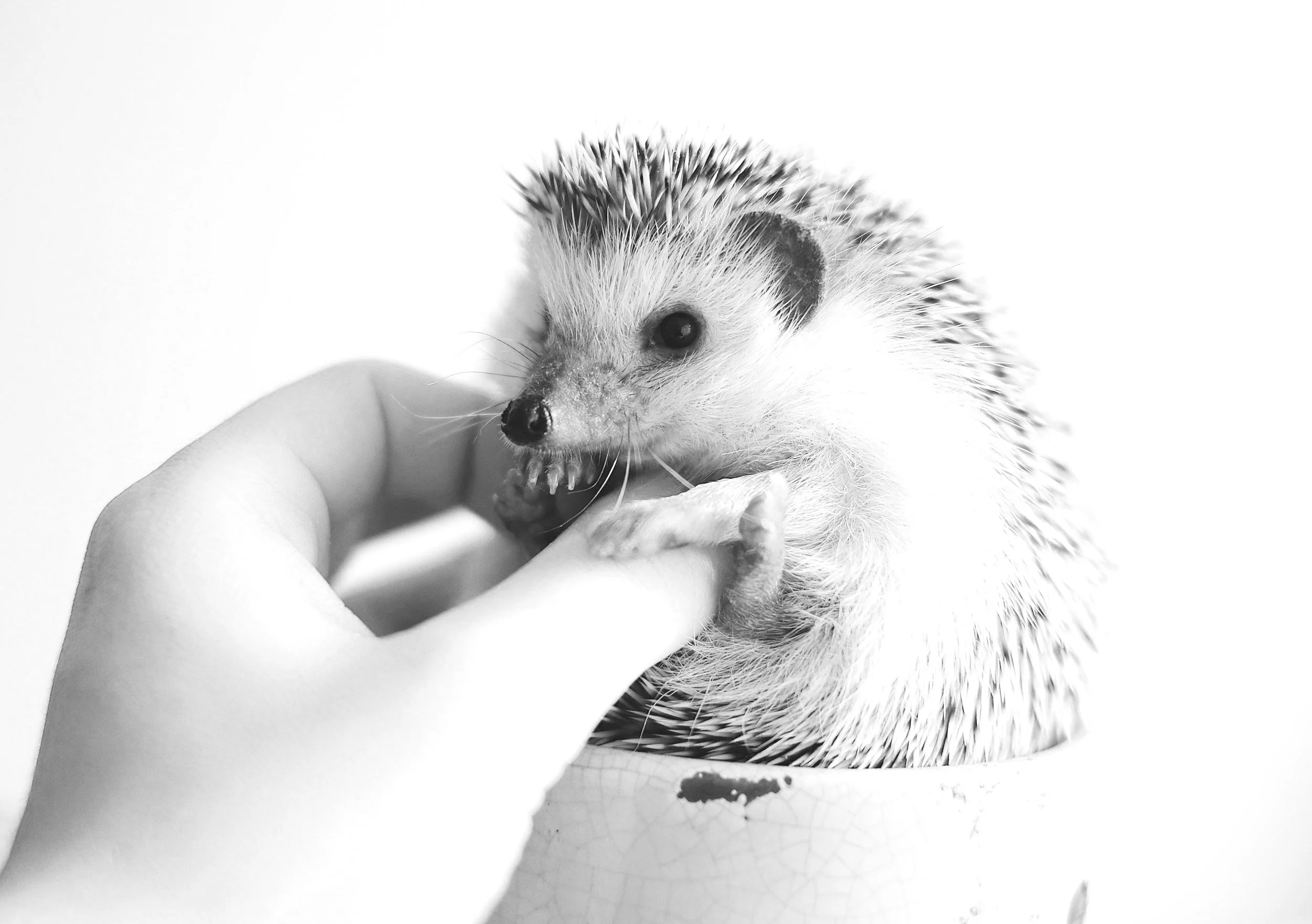 Would you like to date a hedgehog?