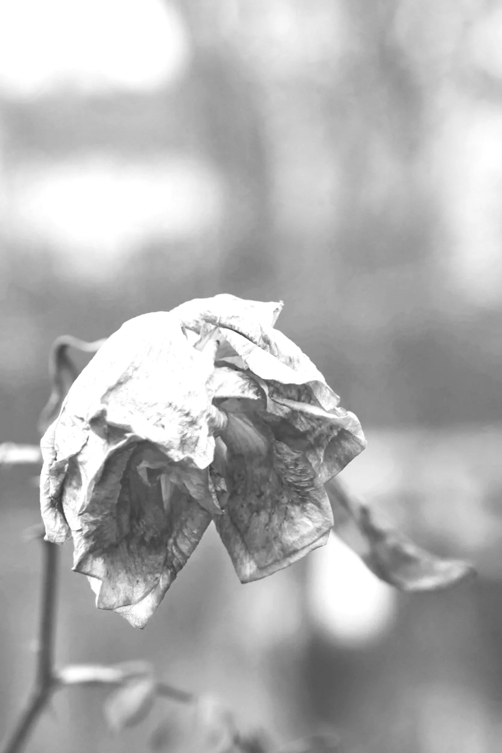 Hello grief, my old friend