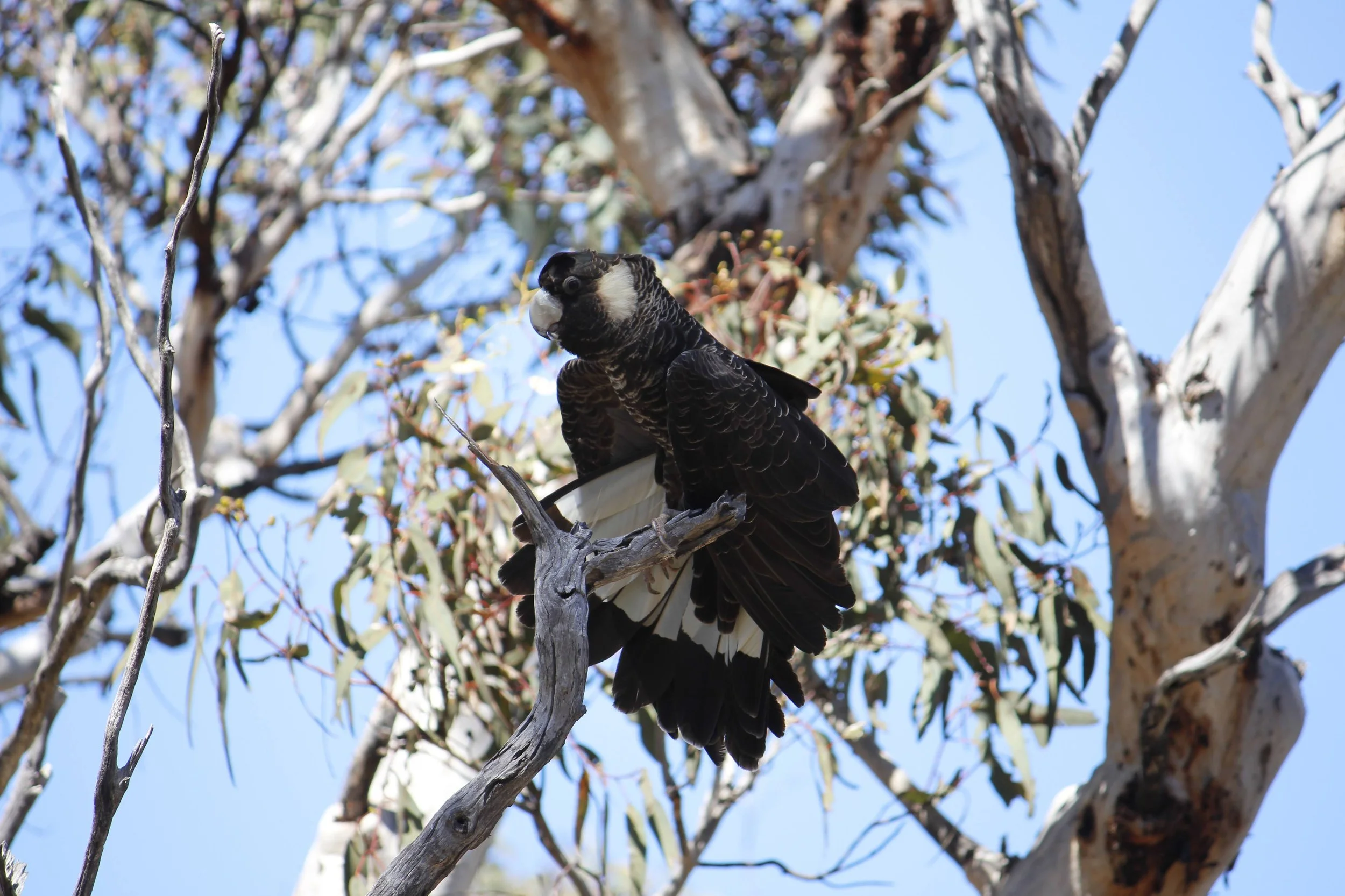 Calyptorhynchus latirostris - Dryandra - 2.JPG
