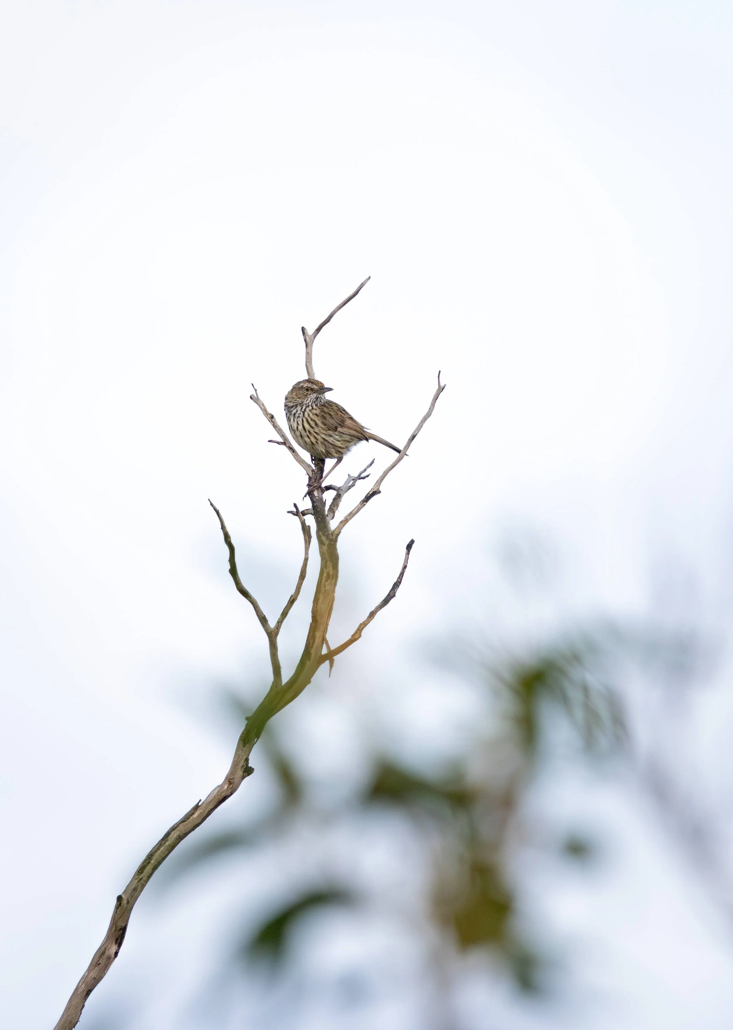 Western Fieldwren Stirling Ranges