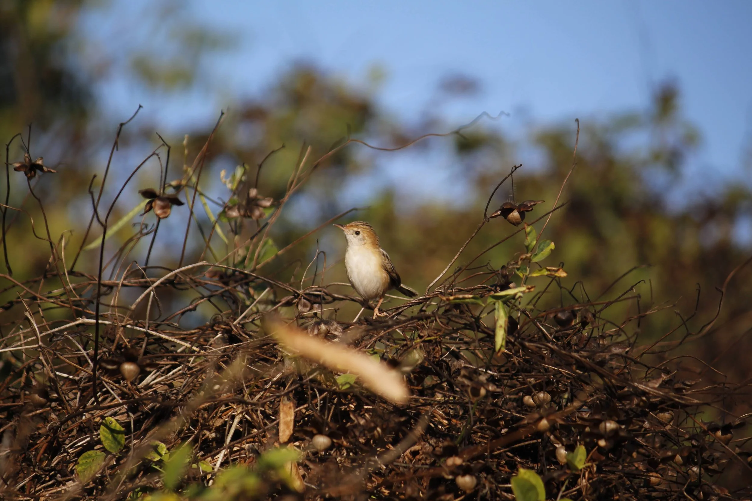 Golden-headed Cisticola