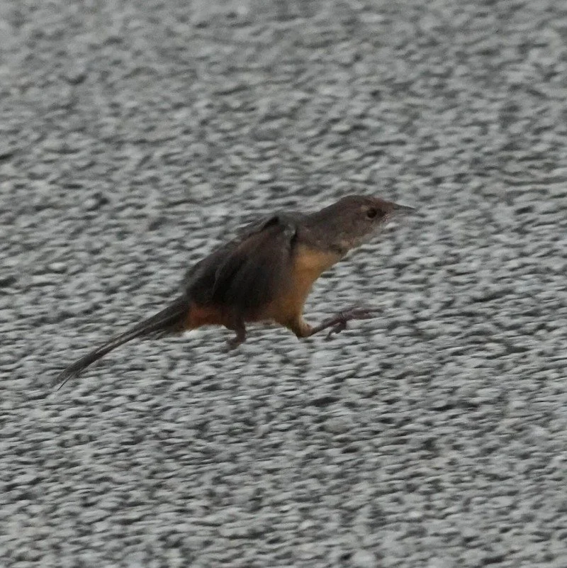 Rare footage of a Noisy Scrub-bird