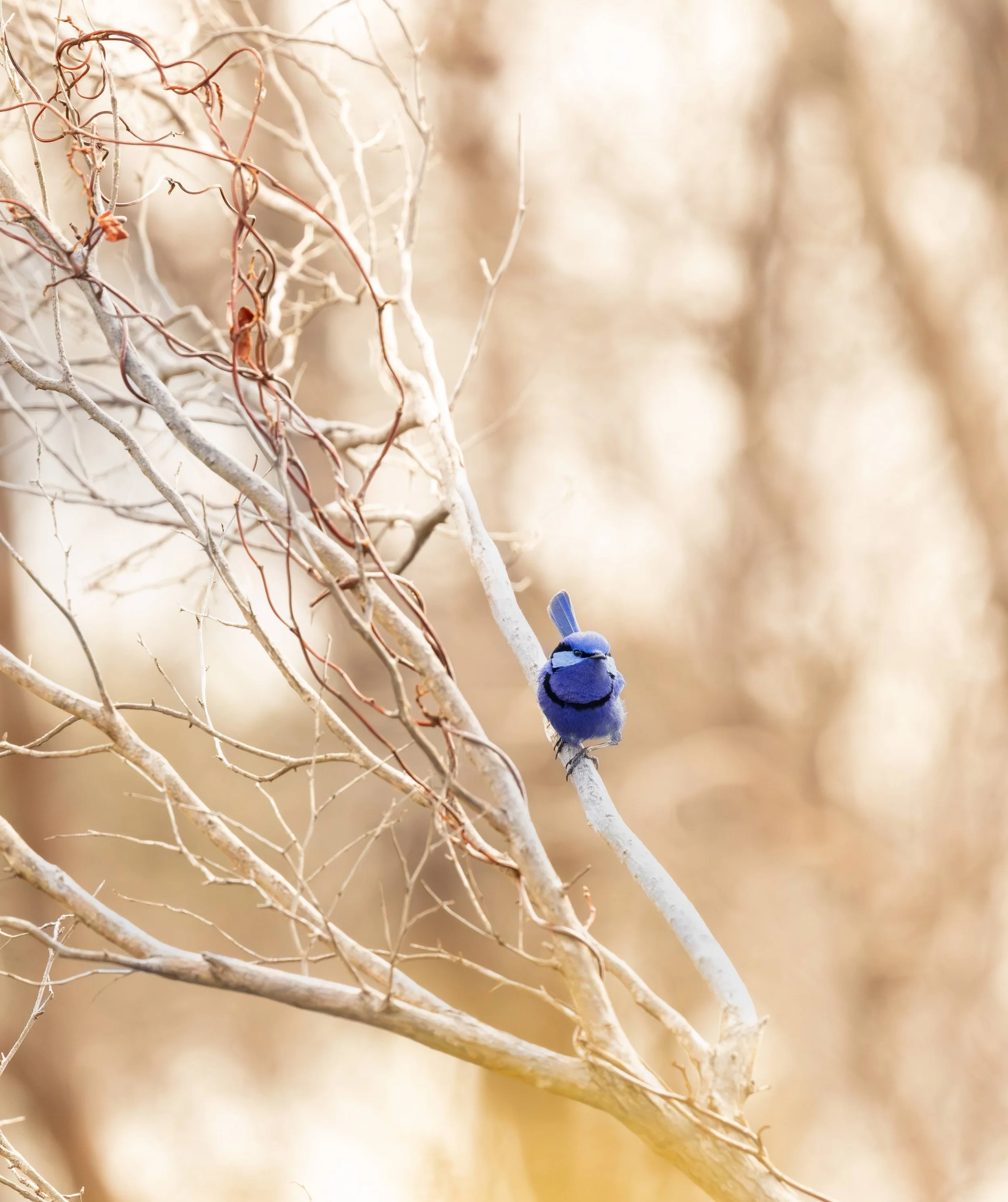 Splendid Fairywren Perth
