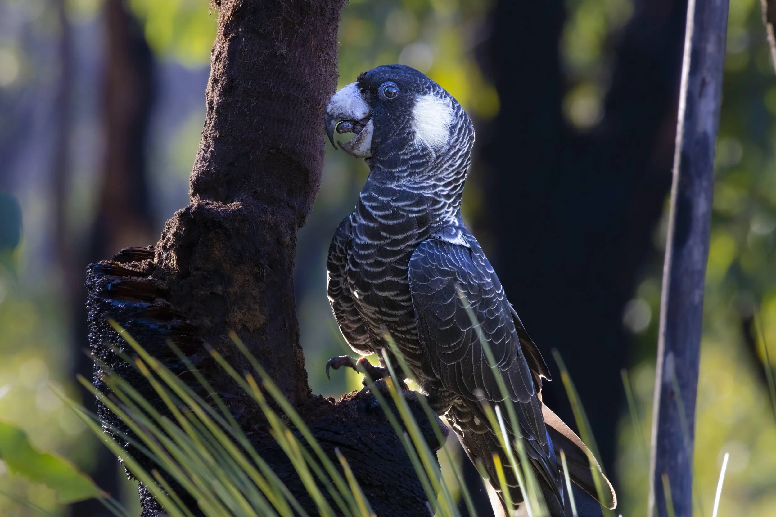 Baudin's Black Cockatoo
