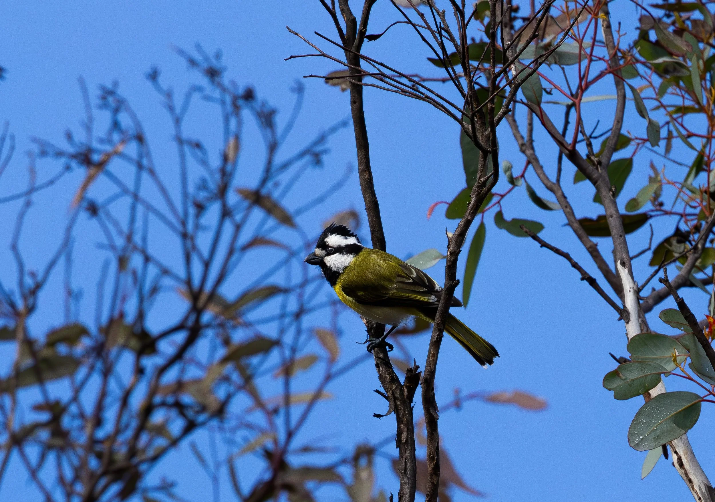 Western Shrike-tit