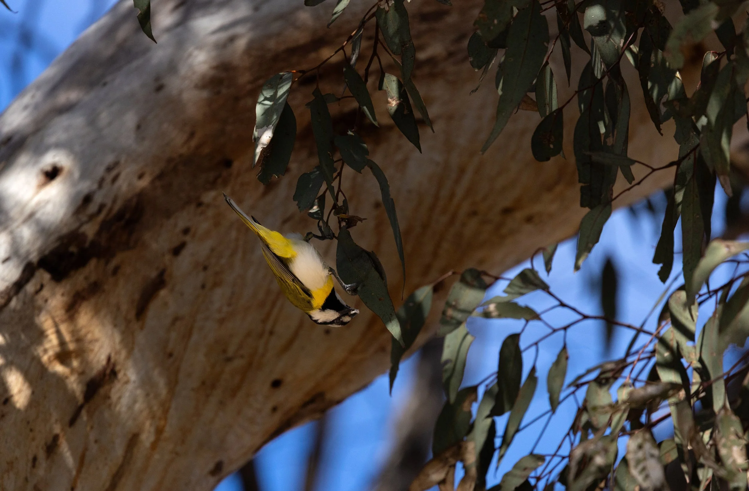 Western Shrike-tit