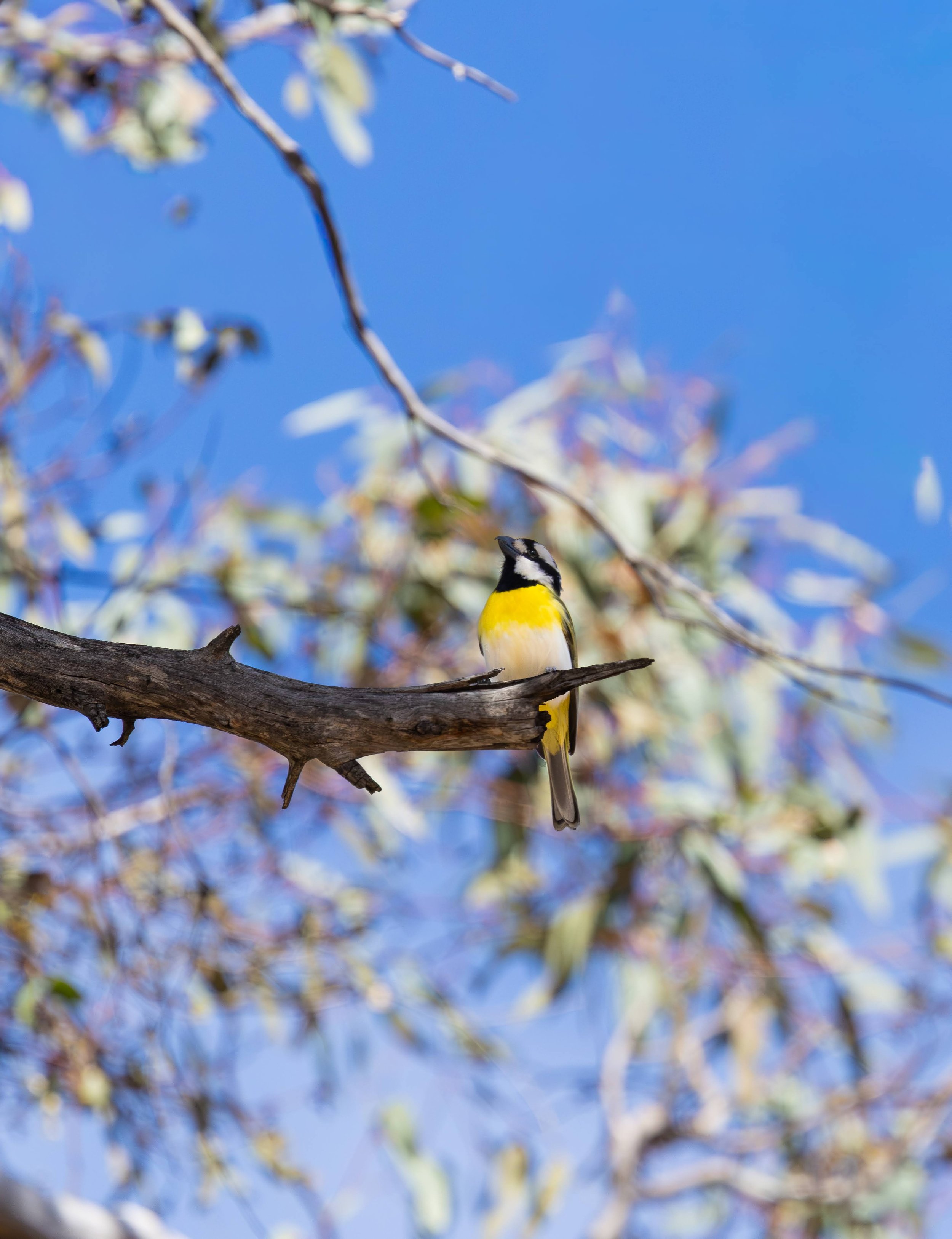 Western Shrike-tit