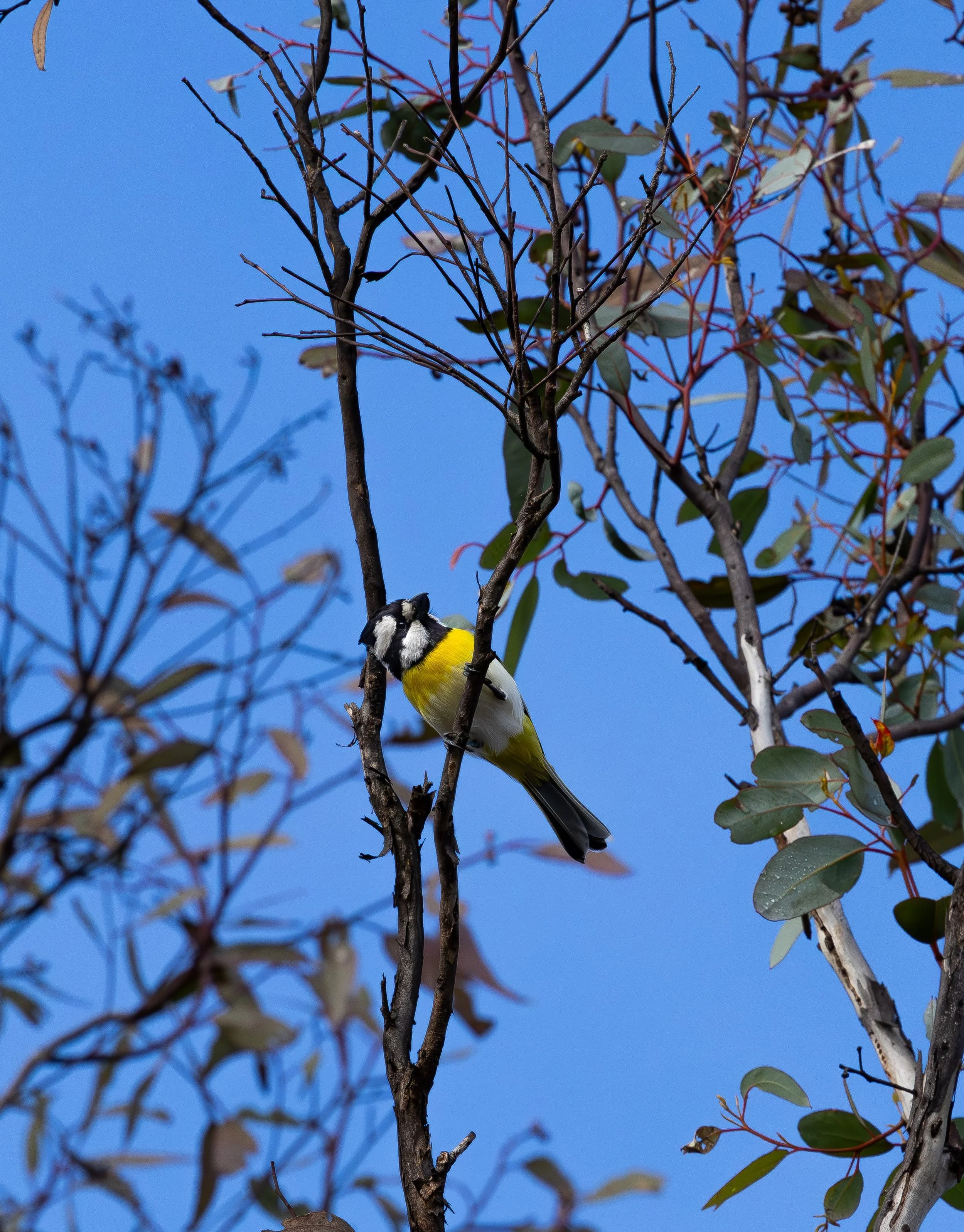 Western Shrike-tit