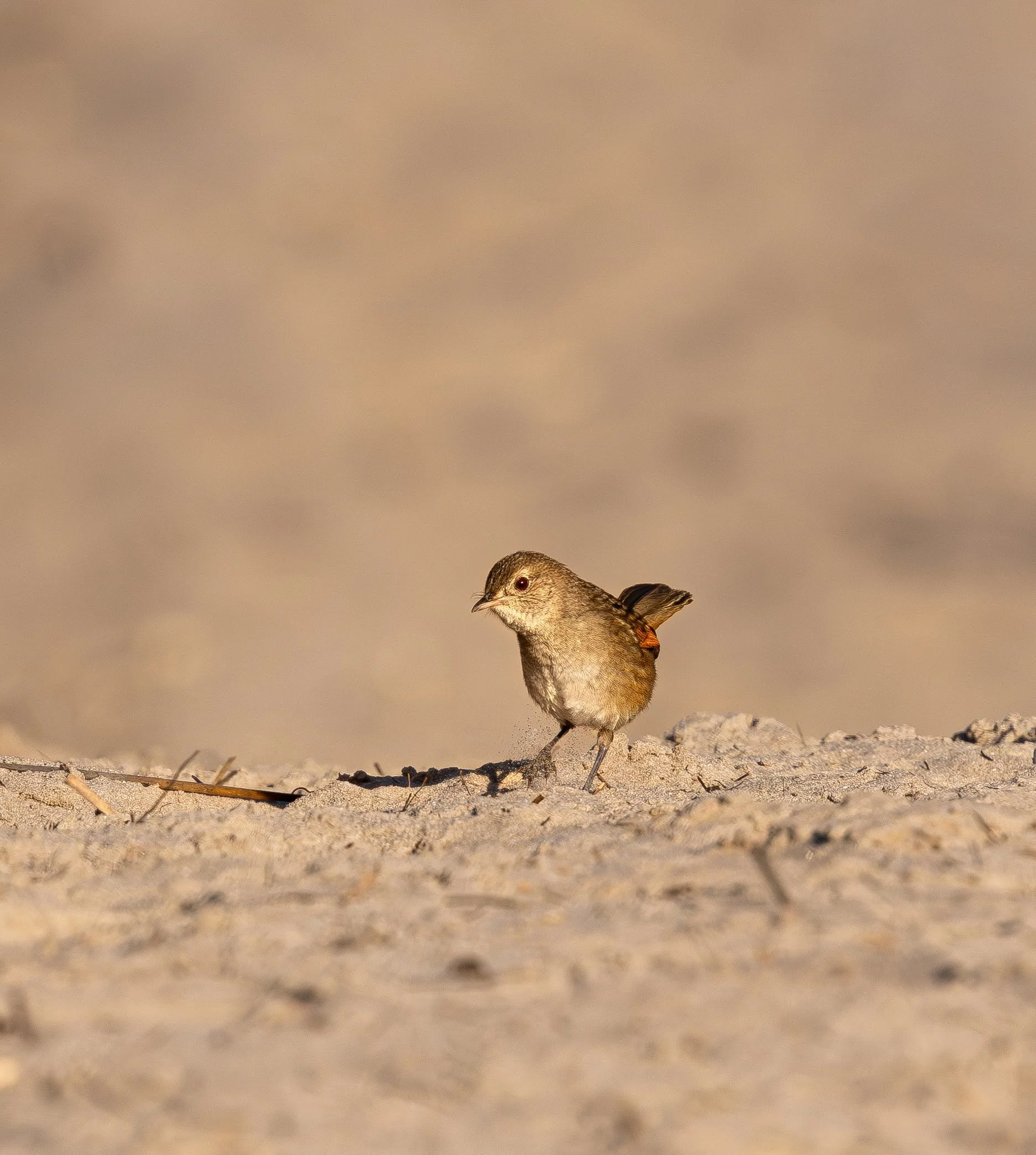 Western Bristlebird