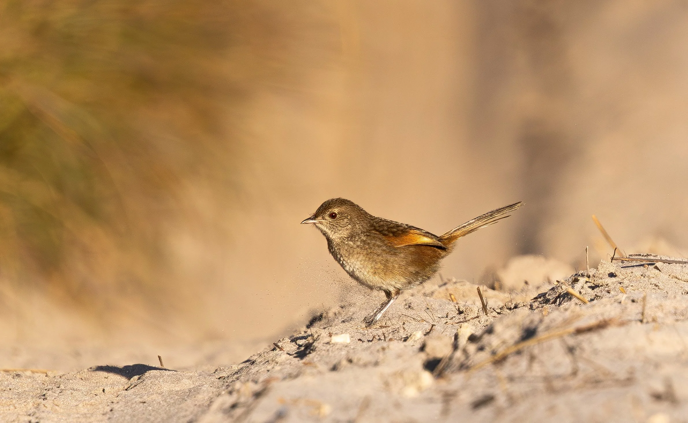 Western Bristlebird