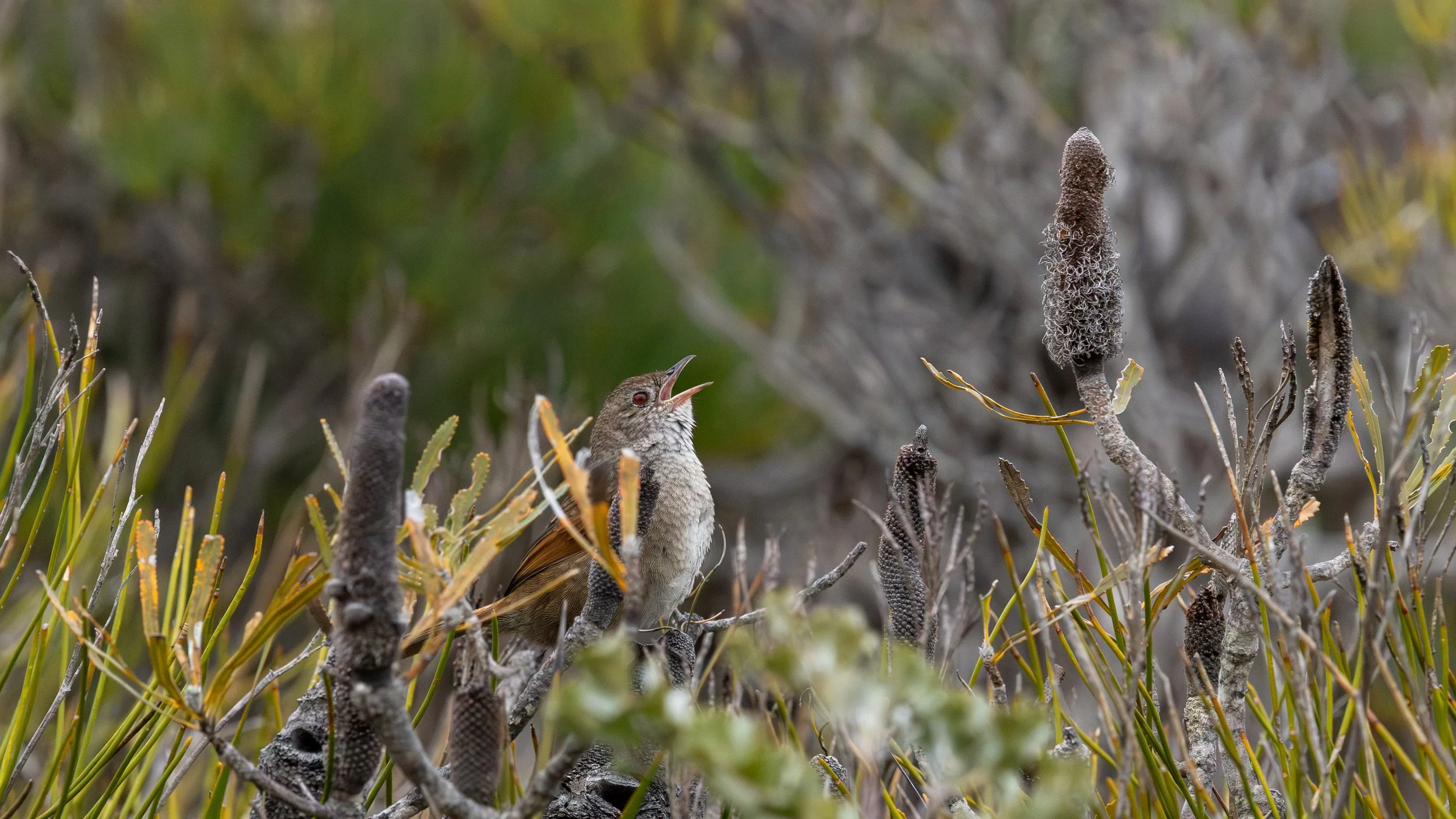Western Bristlebird
