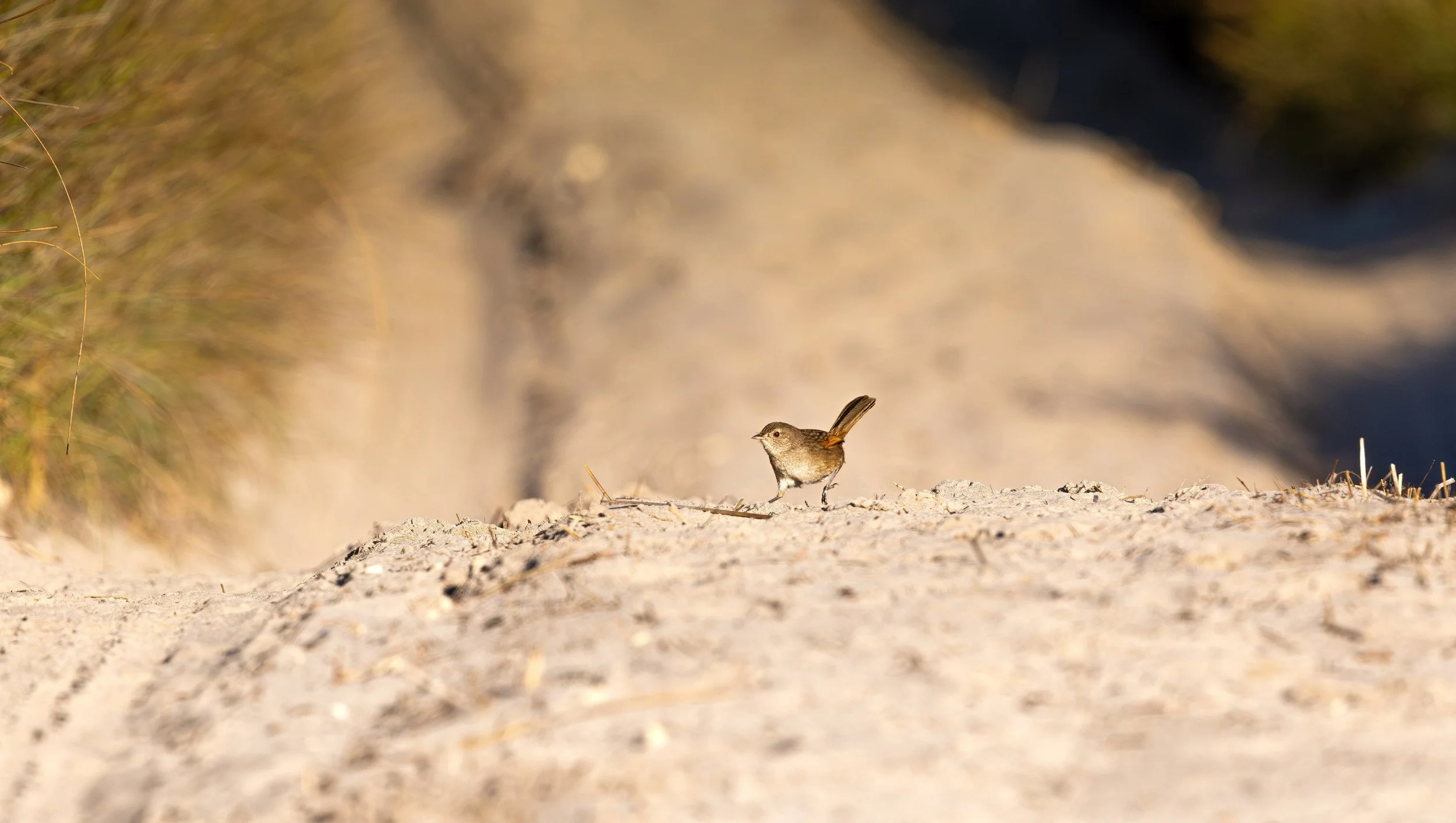 Western Bristlebird